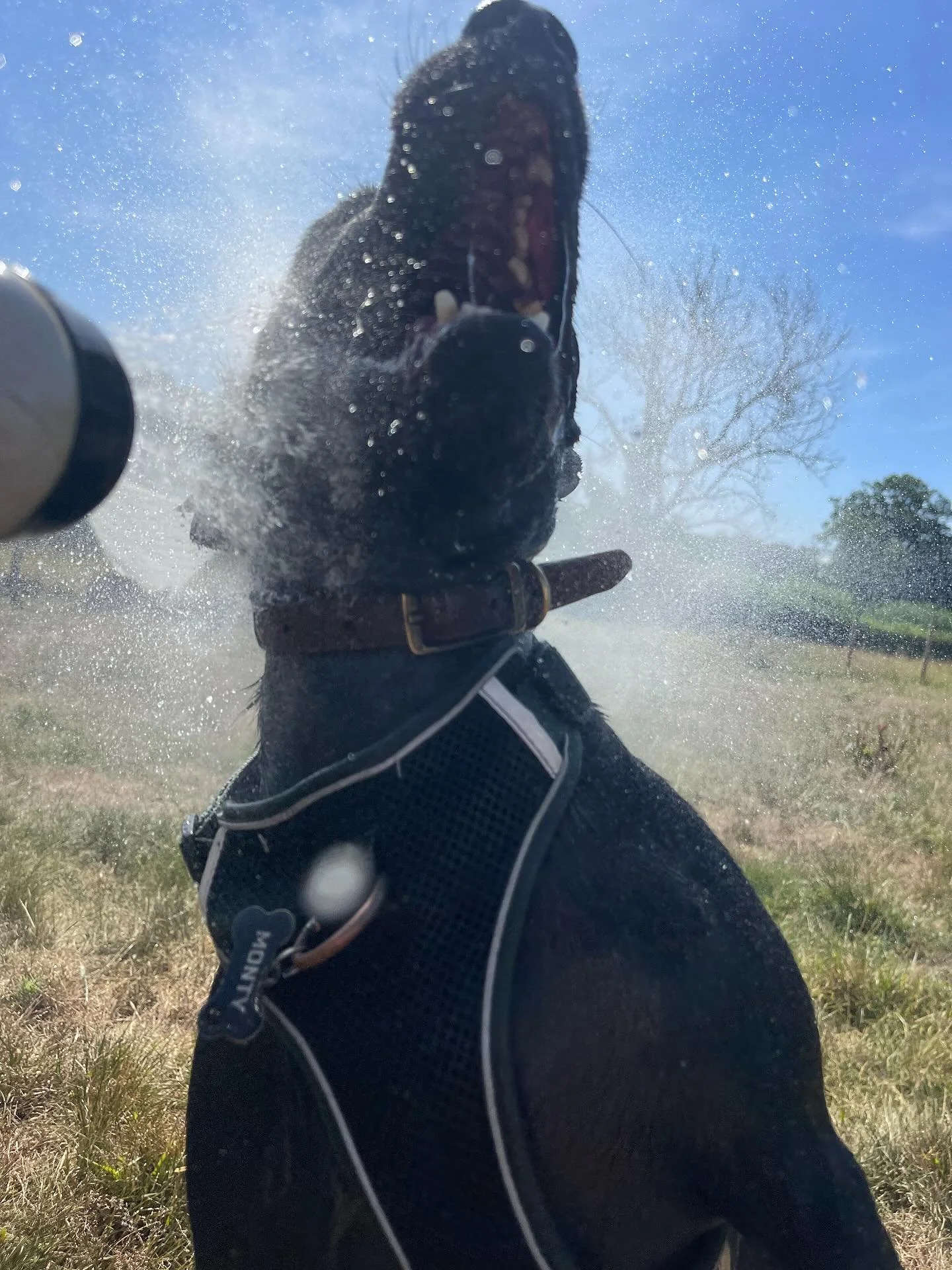 Morning water fight 💦 ☀️ 
#norwichdogwalker #norwichdogwalking #norwichdogdaycare #norwichdoggydaycare #dogsofinstagram