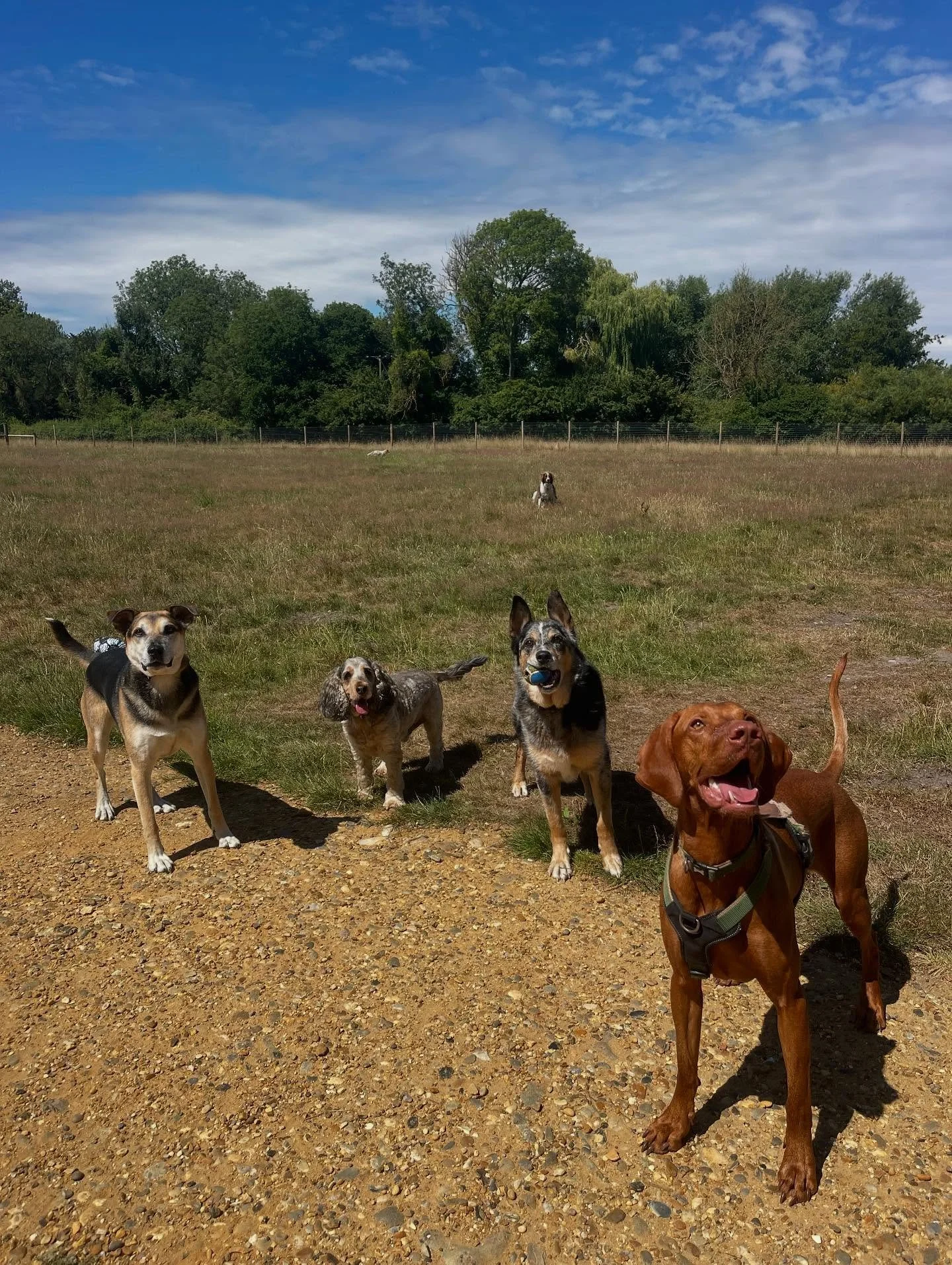 Wednesday 🐶🐶🐶
#djangosdogclub #dogsnorfolk #dogsofinstagram #norwich #norwichdogwalker #norwichdogdaycare #norwichdoggydaycare #norwichbusiness #hungarianvizslas #australianshepherdworld