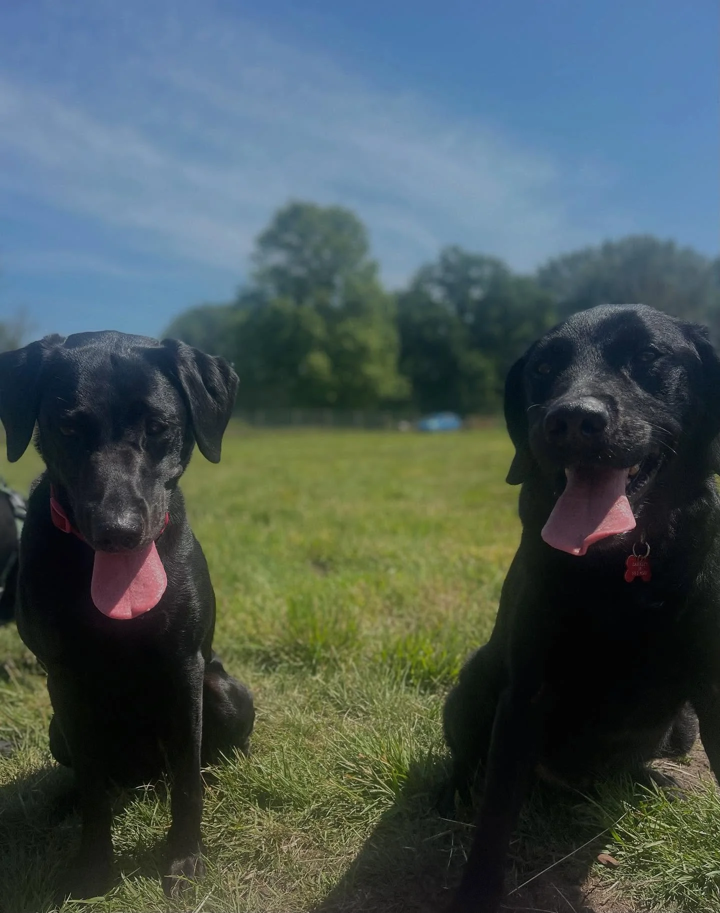 Lola and Dexter ❤️