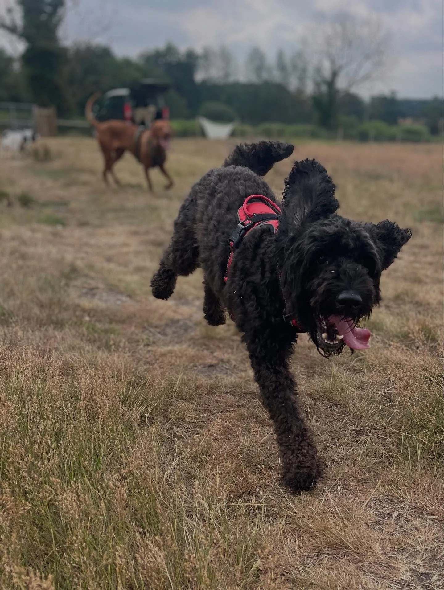 Oreo having the best time! 🐶 
#norwichdogwalker #norwichdoggydaycare #norwichbusiness #dogsofinstagram
