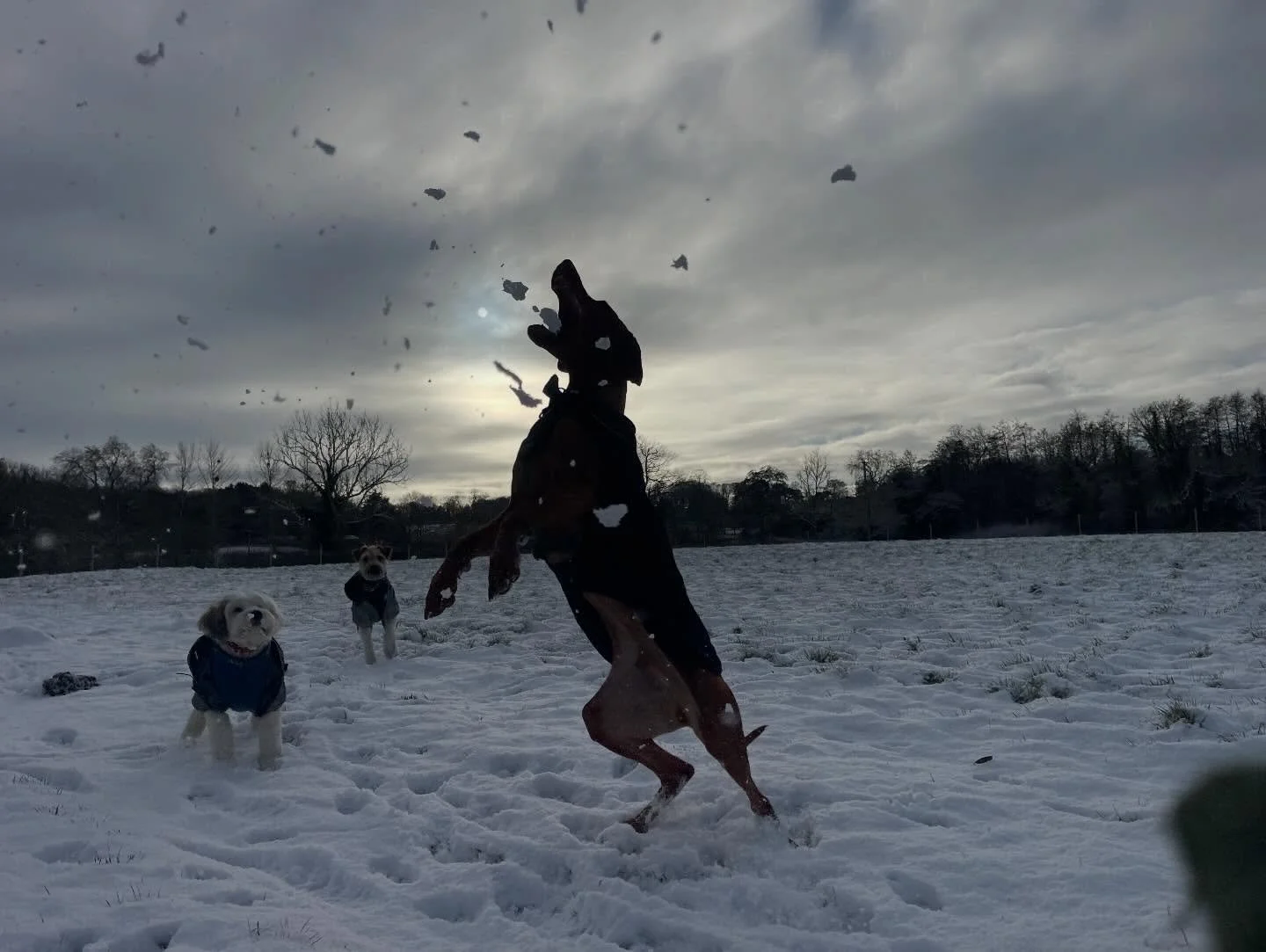 ❄️ ❄️ ❄️ fun in the snow ❤️