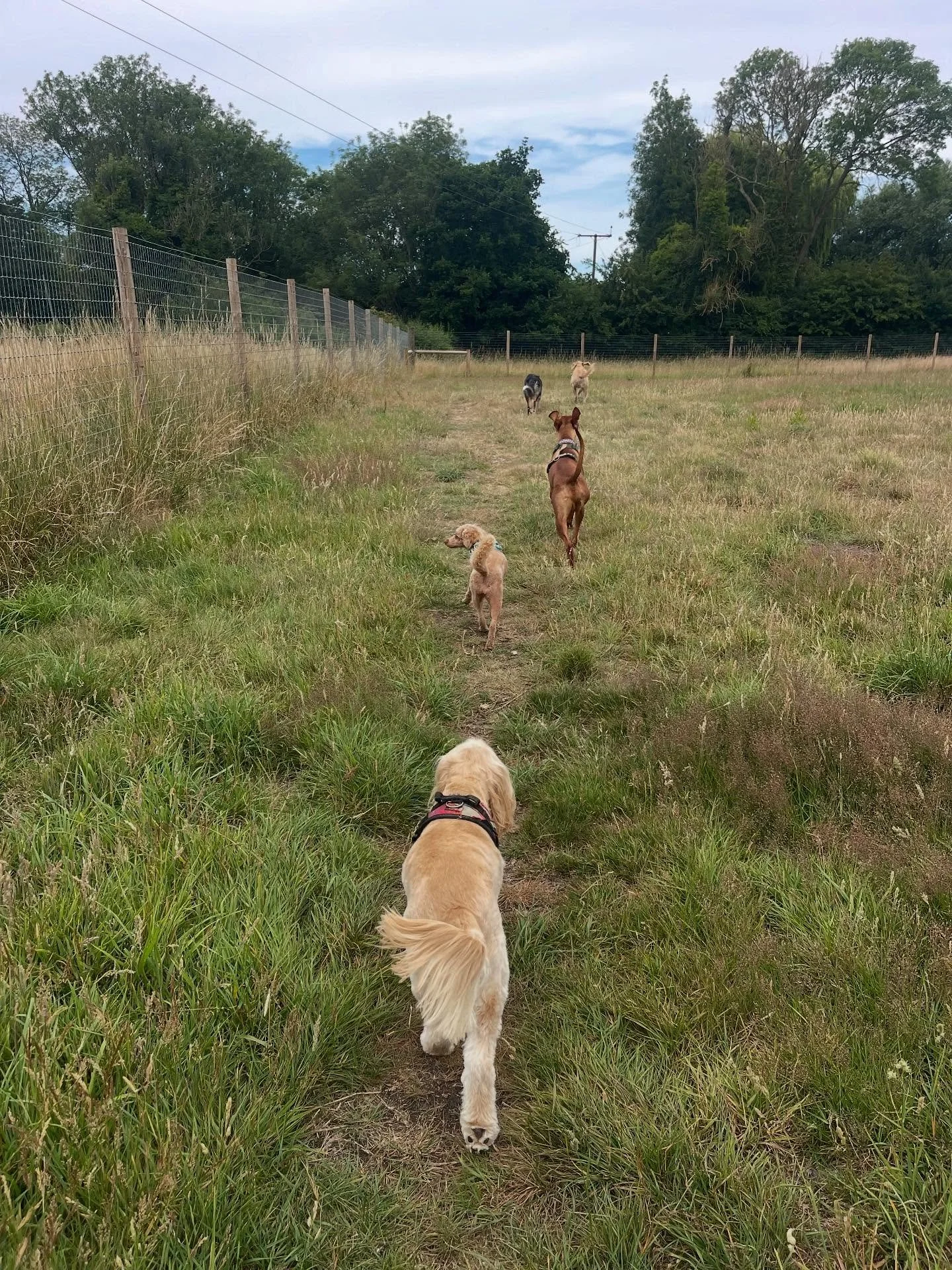 Have a lovely weekend everyone 👋 
#norwichdog #norwichdogwalker #norwichdogdaycare #djangos #dogsofinstagram