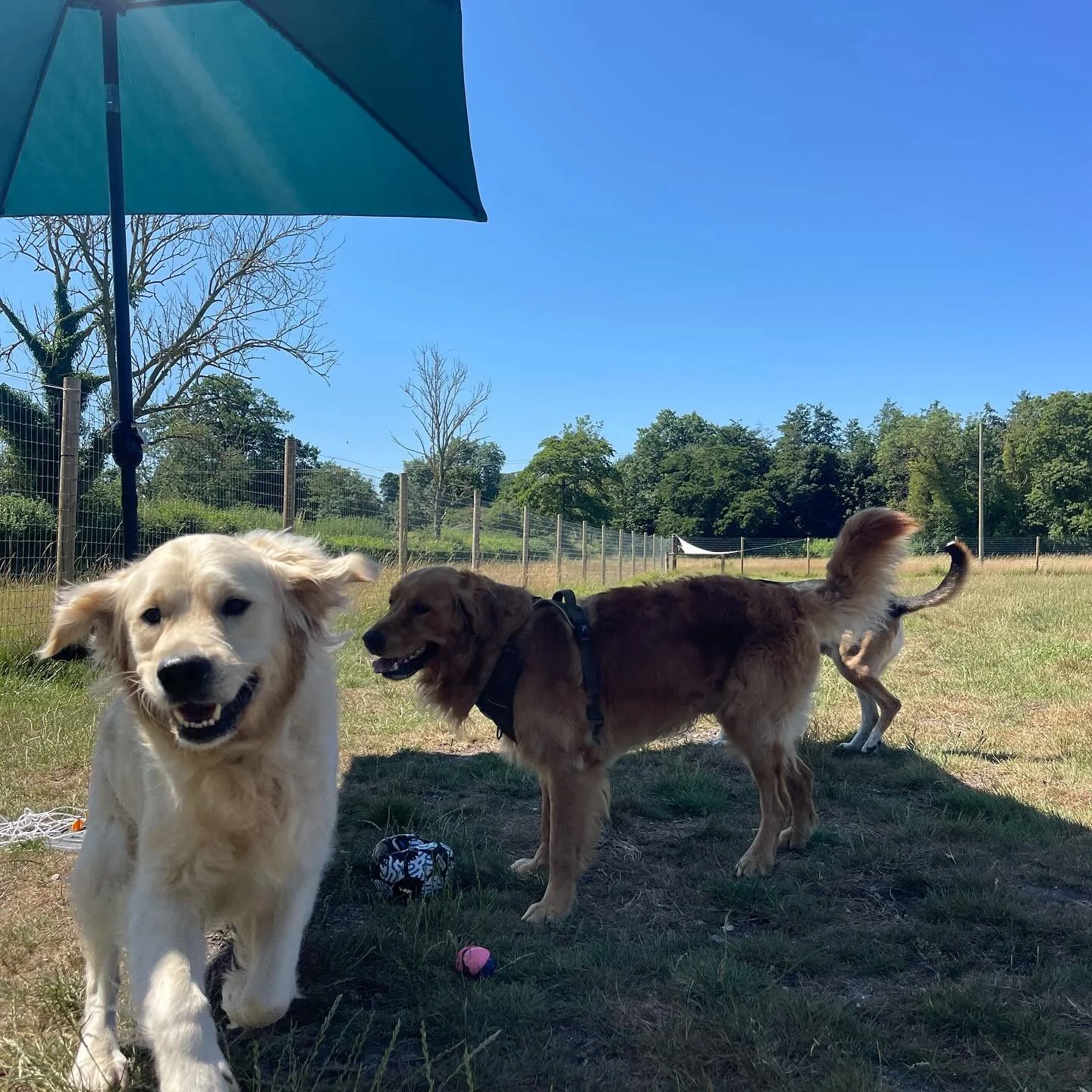 Fun in the sun ☀️ if you would like your pup to join then we would love to meet them! 

#dogsnorfolk #dogsofinstagram #norwichdogwalker #norwichdogdaycare