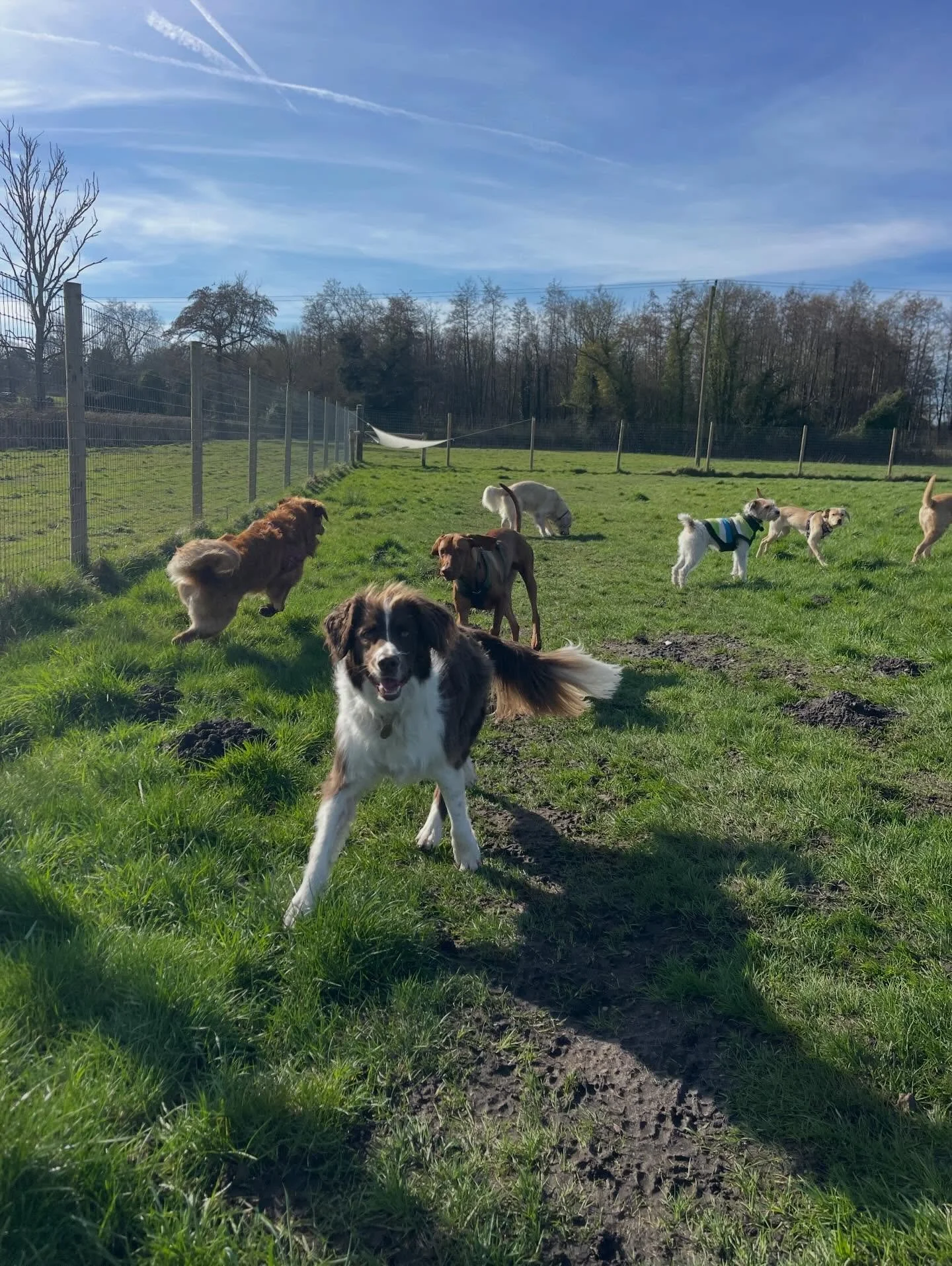 In such an unstable world, it&rsquo;s nice to take the doggies somewhere safe and fun with their friends while their owners are working ❤️ 

#norwichdogwalker 

Join the club! 🐶