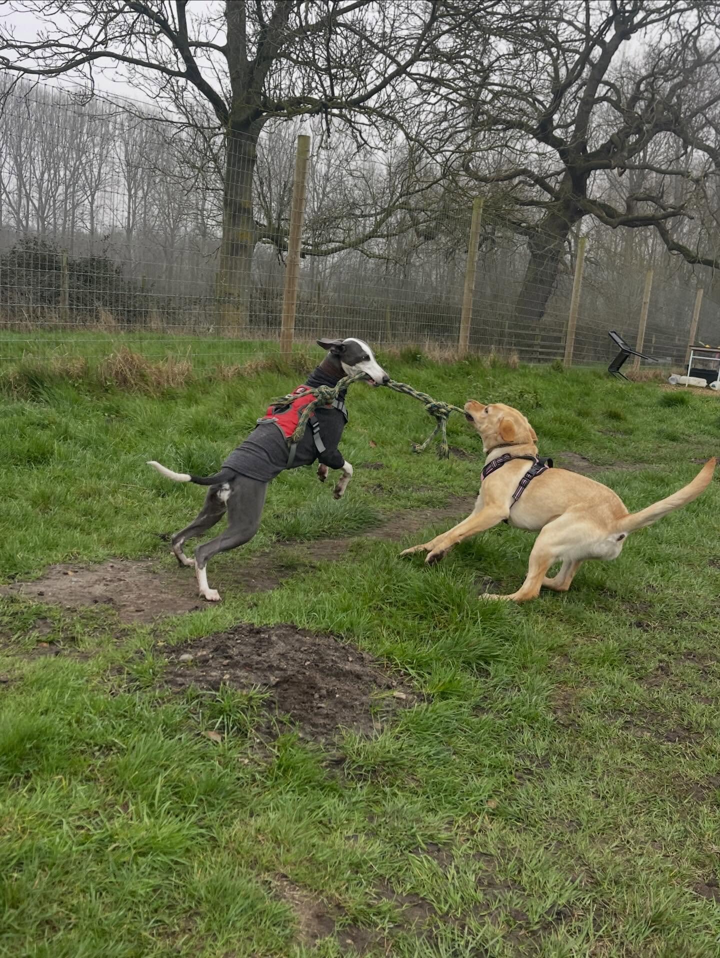 Action shot 💪 📸 Guido and Winnie loving life! 

#norwichdogwalker