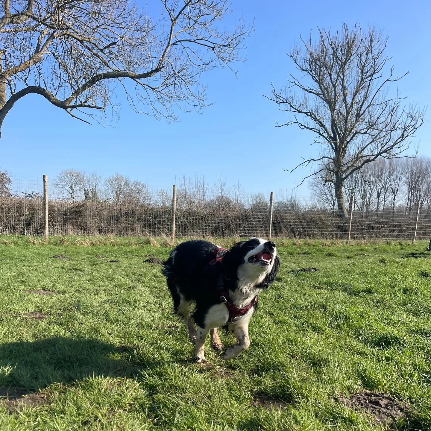 Thelma giving us big wiggles and big smiles ❤️

#norwichdogwalker