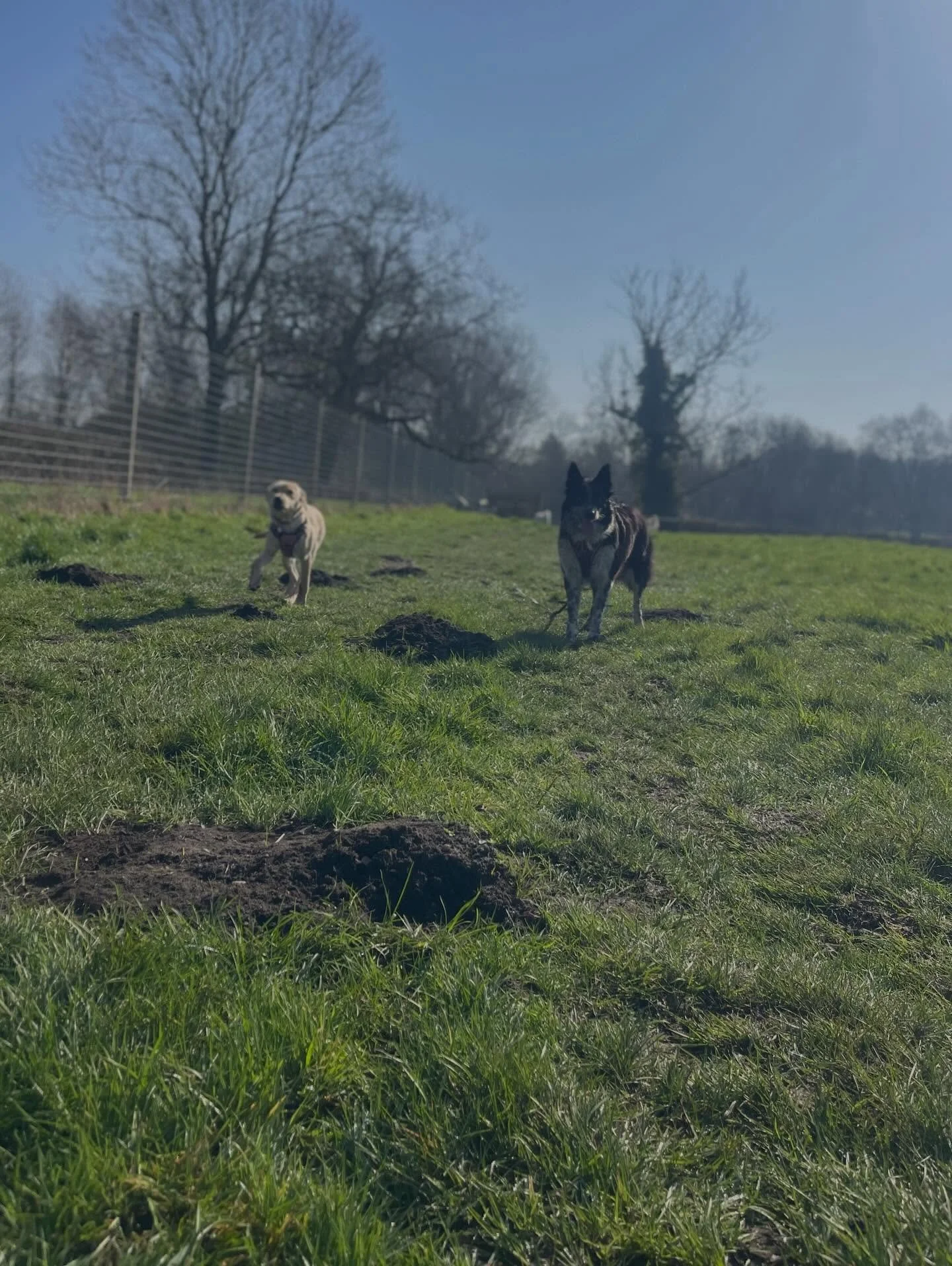 🐶 🐶 

#norwichdogwalker #norwich #dogs