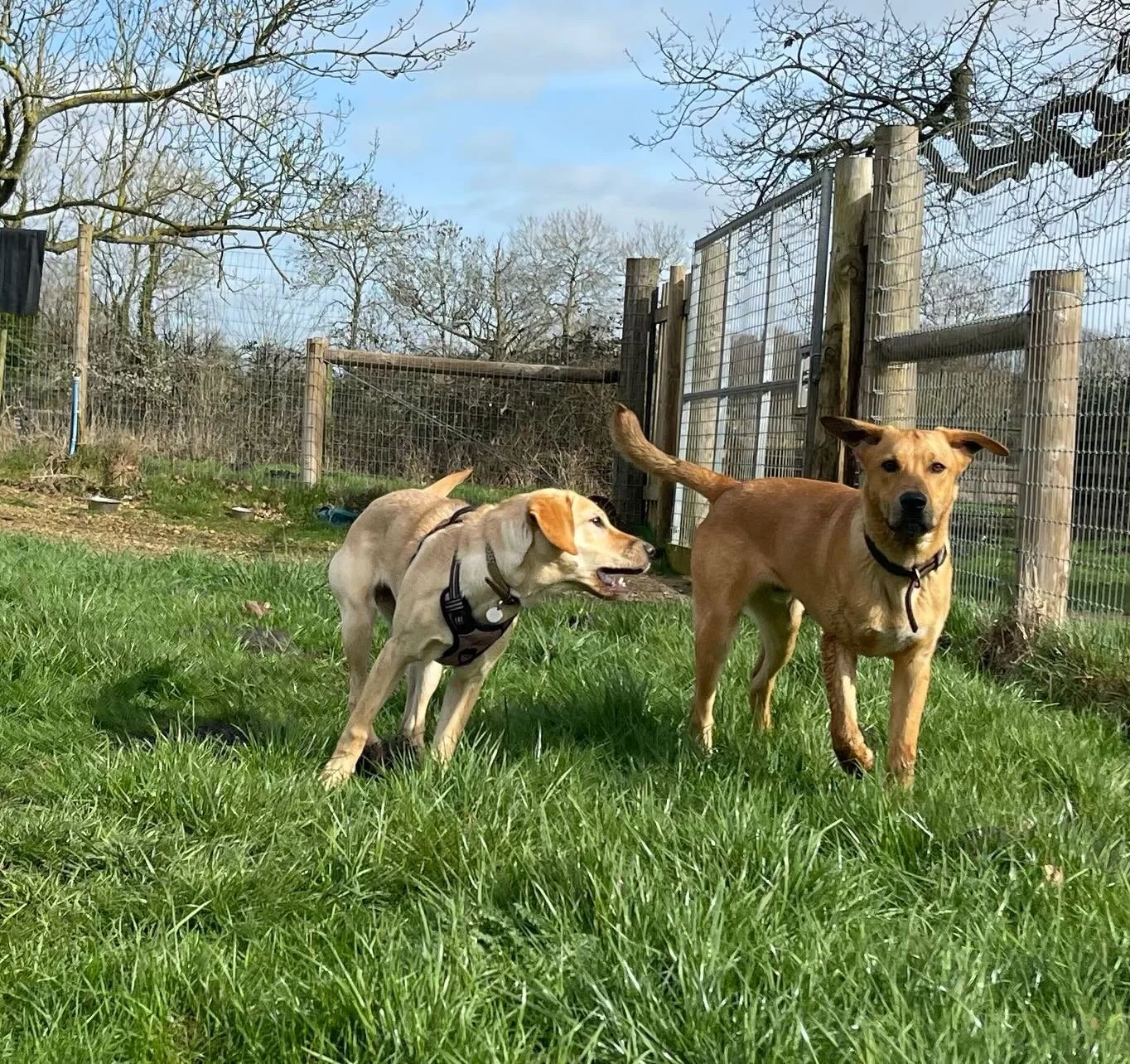 Henry&rsquo;s first day ❤️ Winnie was showing him the ropes and they had the best time playing.  They quickly became besties! 
#norwichdogwalker #norwich