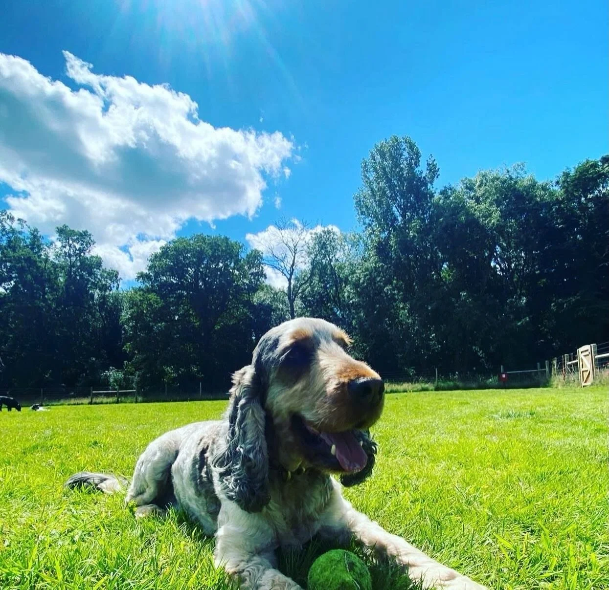 The worst thing about this job is saying goodbye to dogs that you love.  I had taken Opie out for 9 years, since the very start of the Django&rsquo;s adventure and sadly, we had to say goodbye.  Opie sadly passed away but we are all so happy that we 