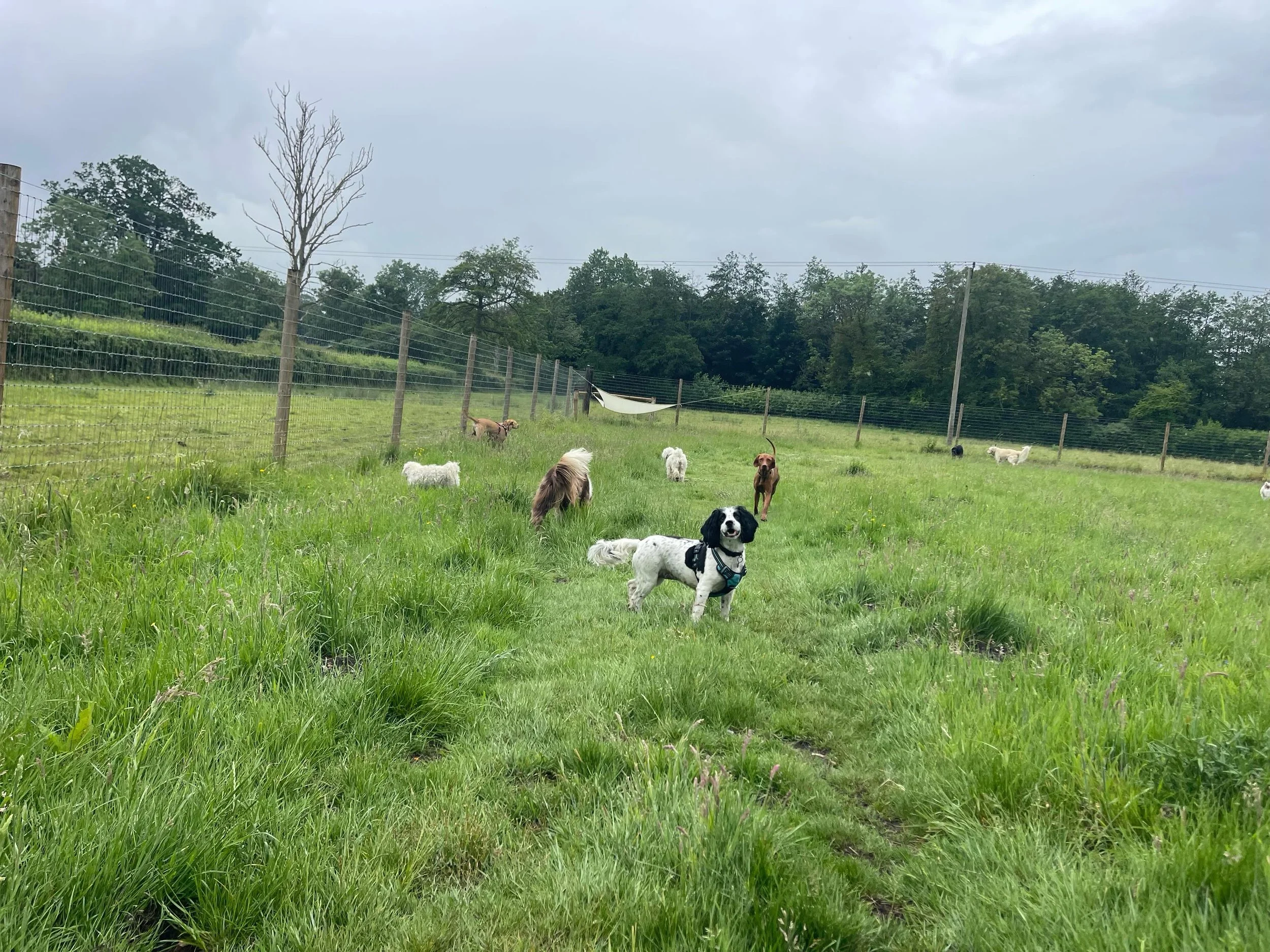 Happy Doggies 🐶 🐕 ❤️