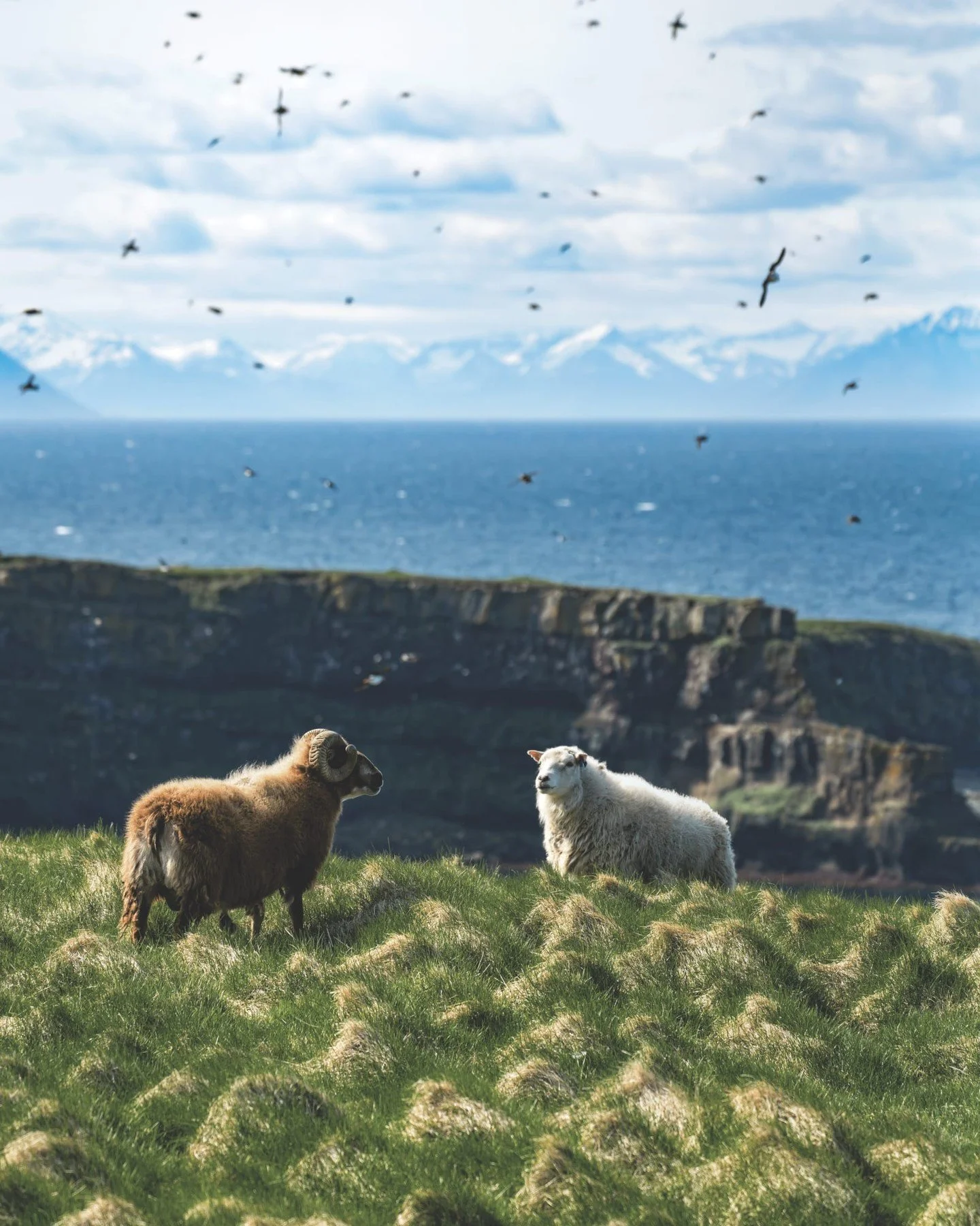 This trek to the Arctic Circle on Iceland&rsquo;s tiny Gr&iacute;msey Island began quietly, but soon puffins, sheep, cliffs, and ocean filled the view. On a first-time circumnavigation of the country, remote ports, creative locals, and spotted whales