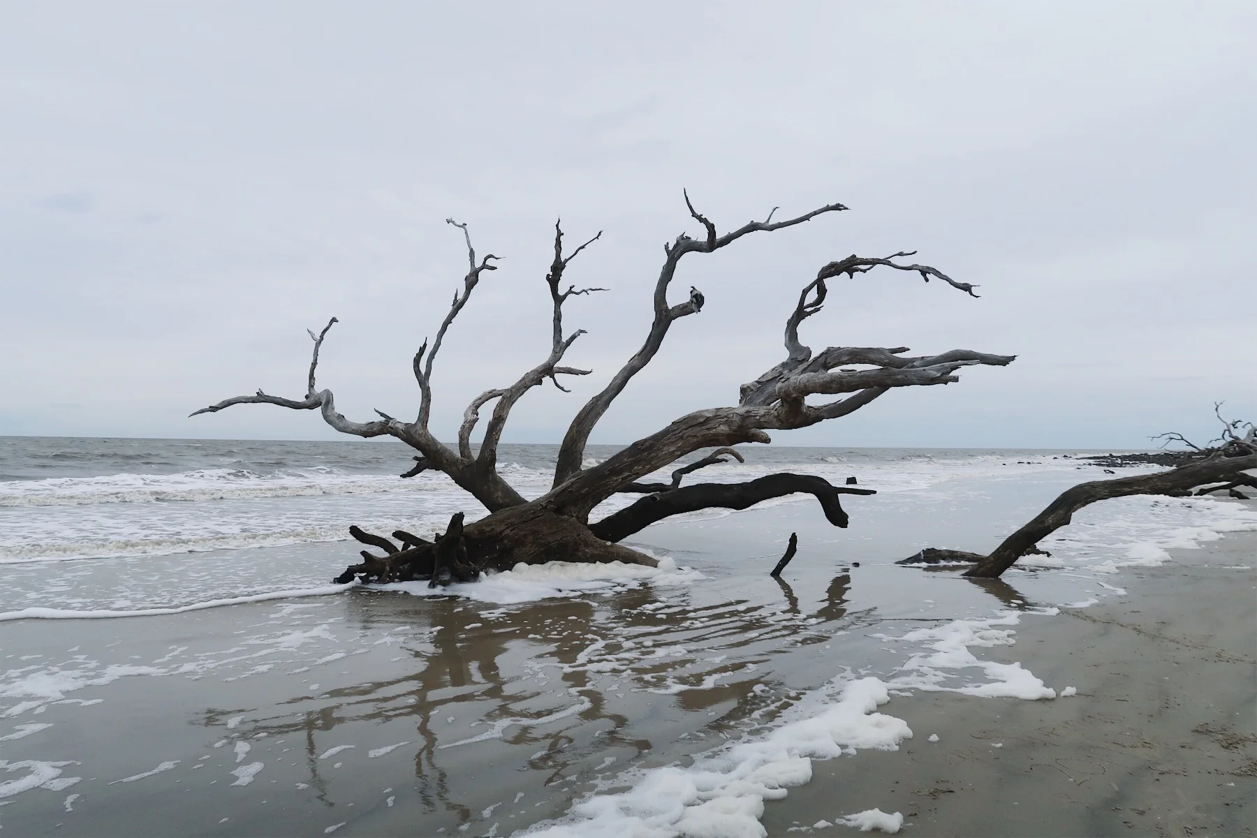 Driftwood Beach, Jekyll Island