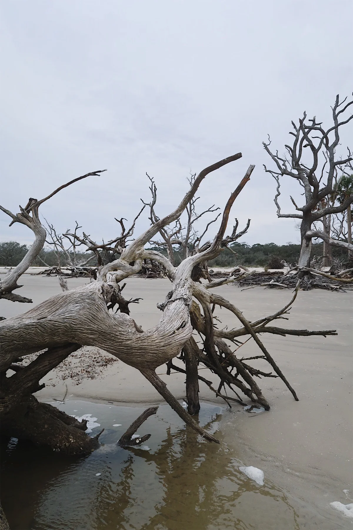 Driftwood Beach Jekyll Island, Georgia