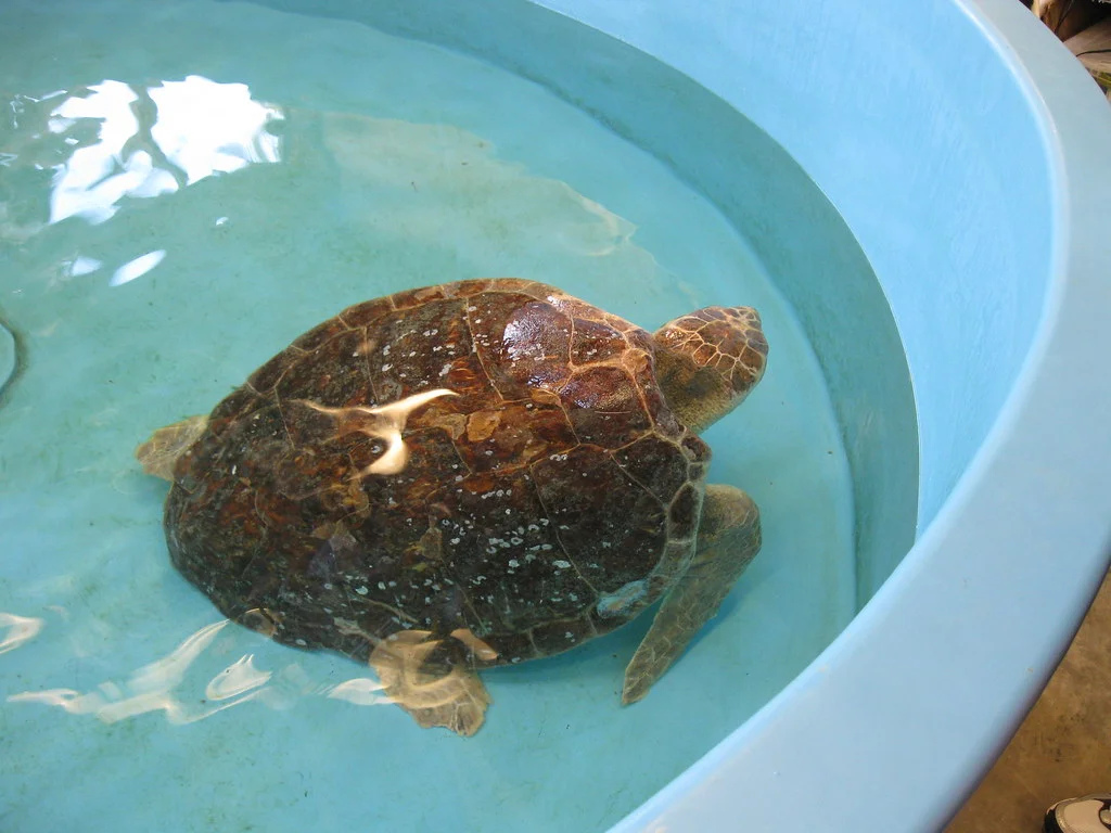 Georgia Sea Turtle Center Rehabilitation Facility by Oi Vey via Flickr