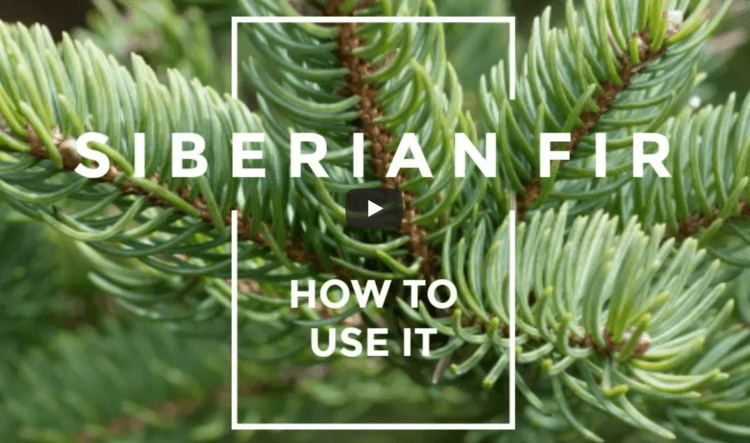 How An Er Doctor Uses Siberian Fir Essential Oil?