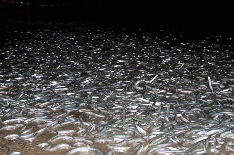 Kalifornische Strand-Orgie
