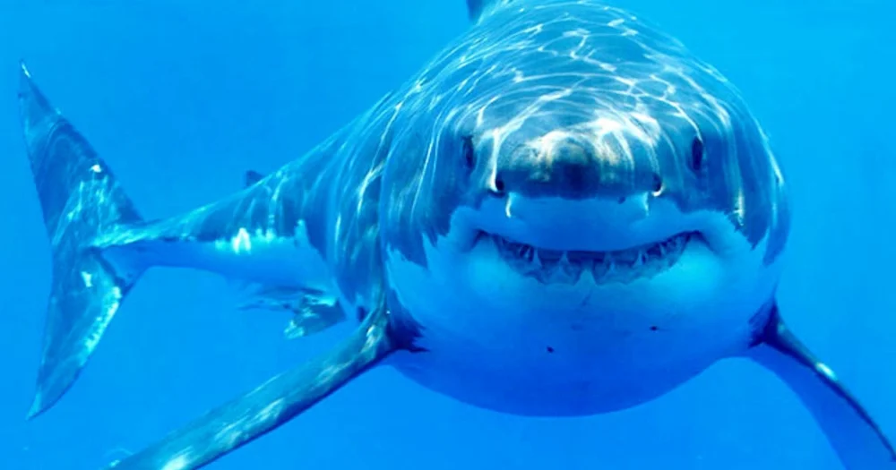 Hola, no, no tengo papeles, pero los dientes, muchos dientes!