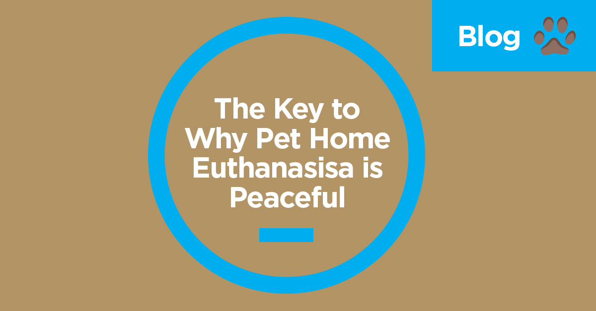 The Key to Why Pet Home Euthanasisa is Peaceful 