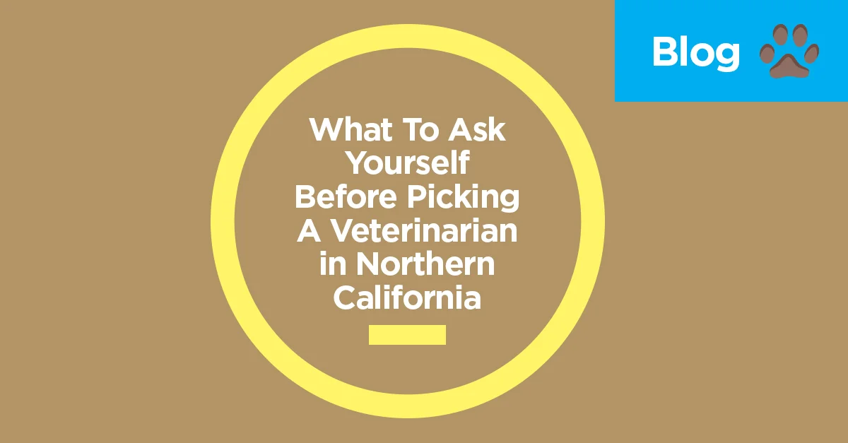 What To Ask Yourself Before Picking A Veterinarian in Northern California