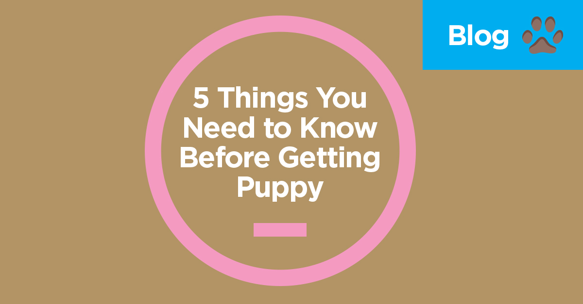 5 Things You Need Know Before Getting Puppy