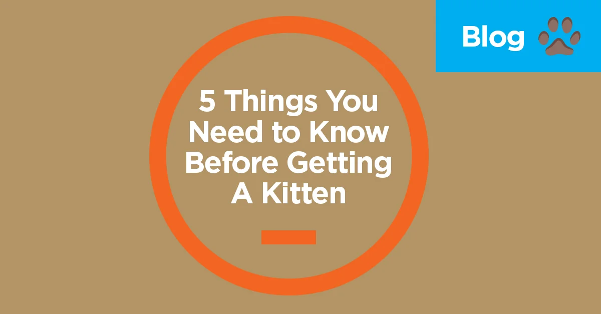 5 Things You Need To Know Before Getting A Kitten