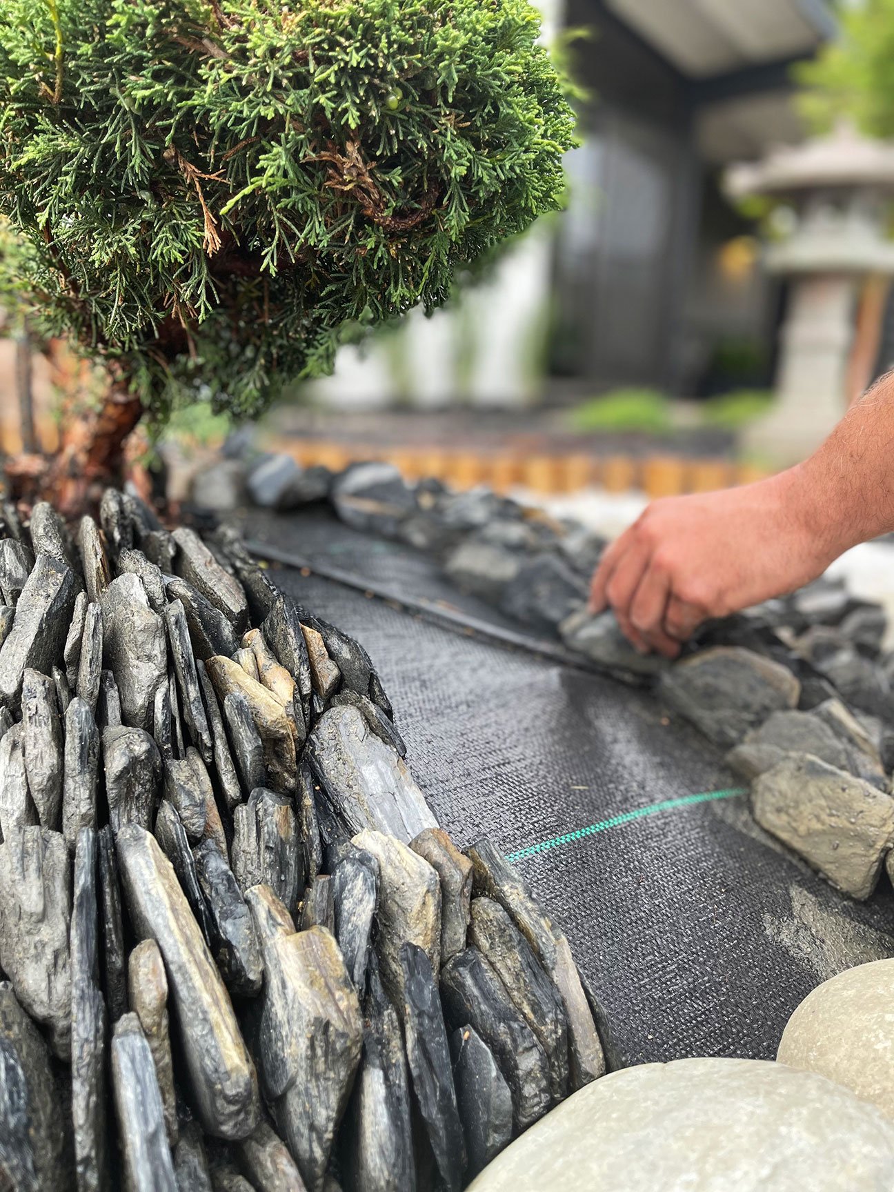  Slate chips are tightly stacked around the mounded base of a bonsai juniper. 