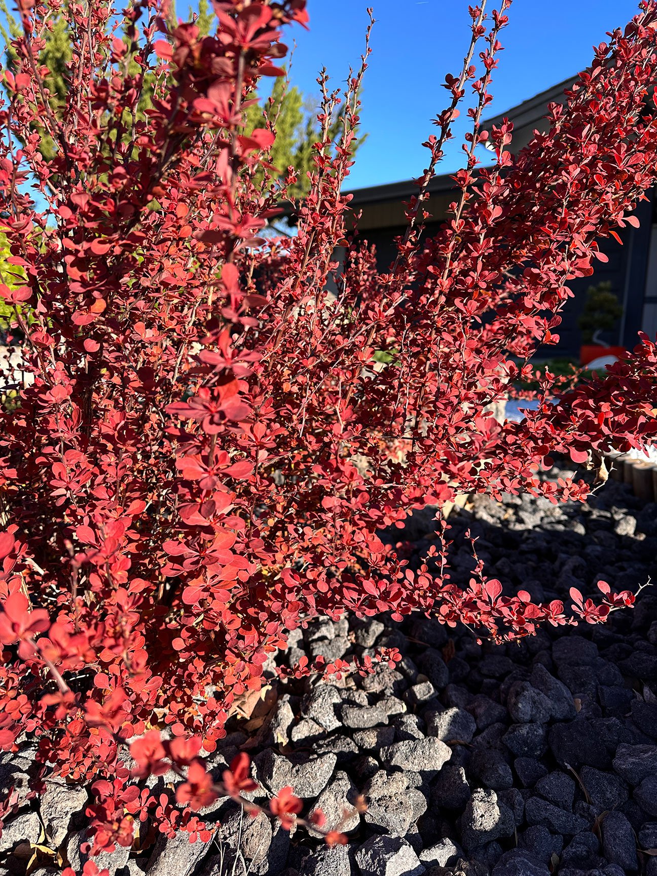 Barberry 'Crimson Pigmy'