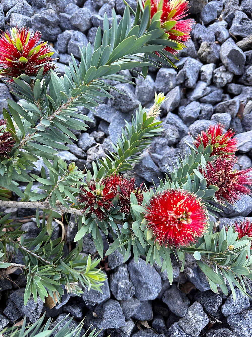 Bottlebrush 'Little John'