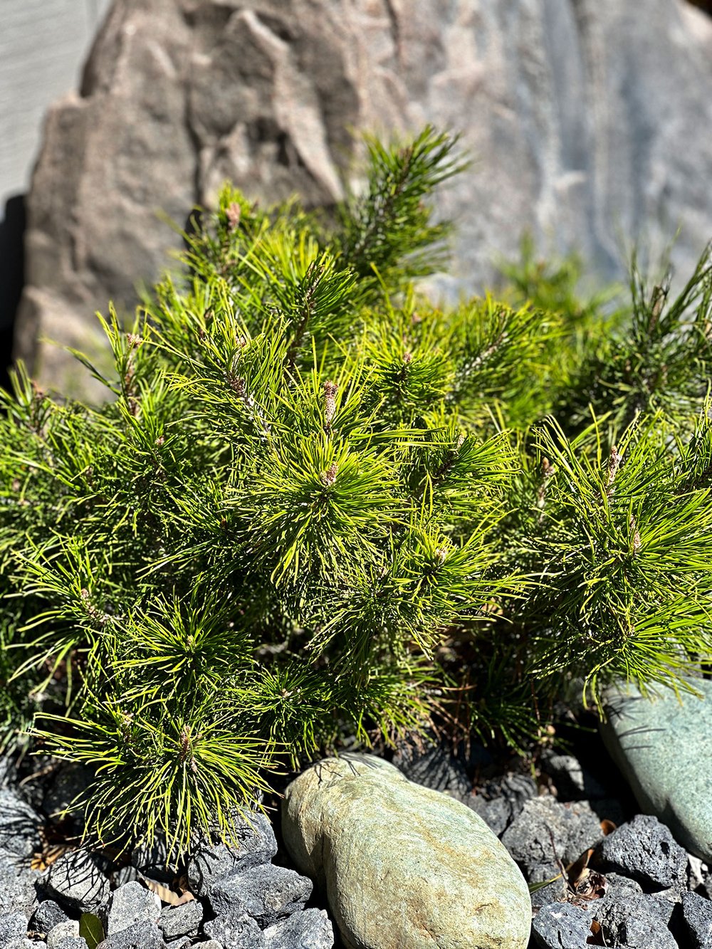 Dwarf Mugo Pine