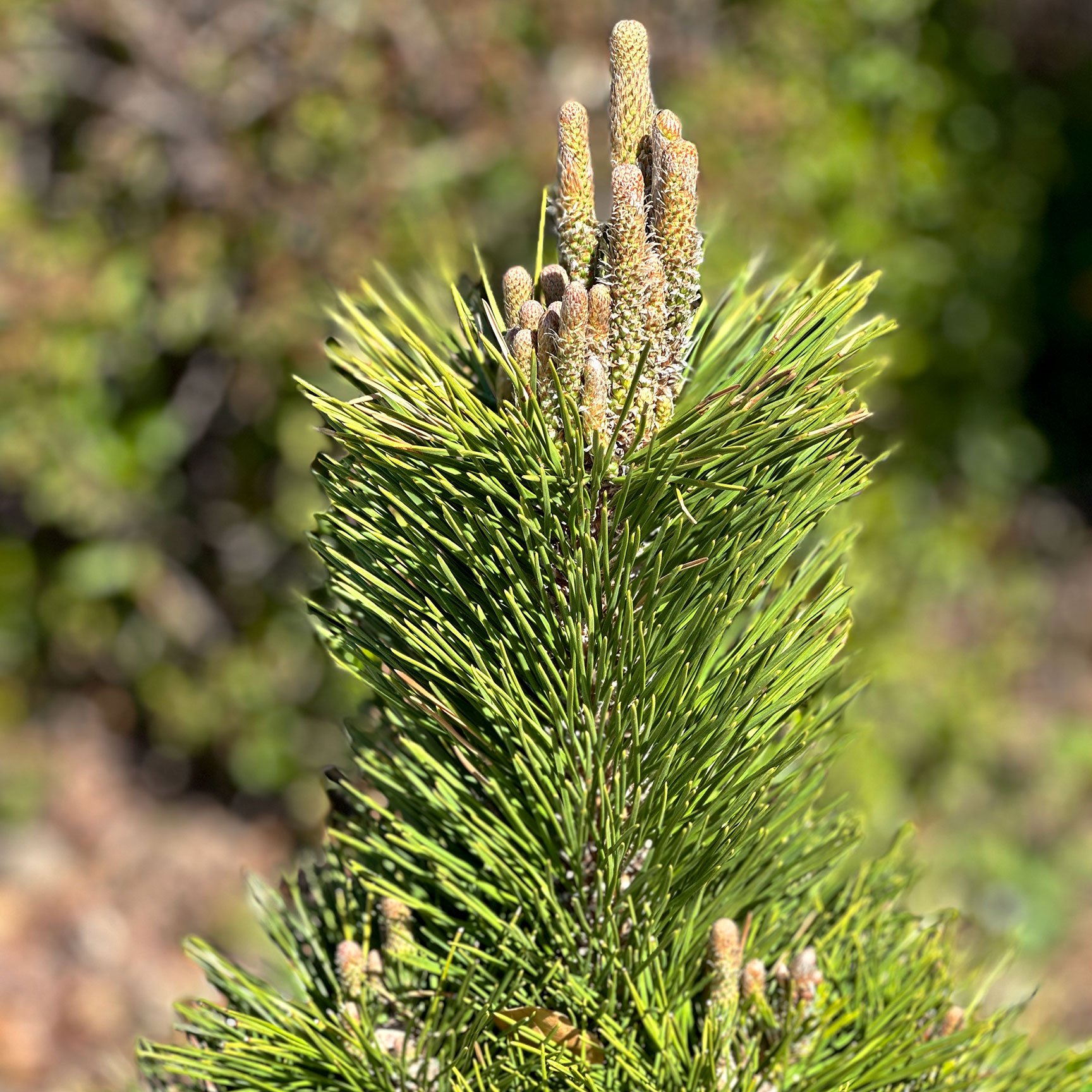 Japanese Black Pine 'Thunderhead'