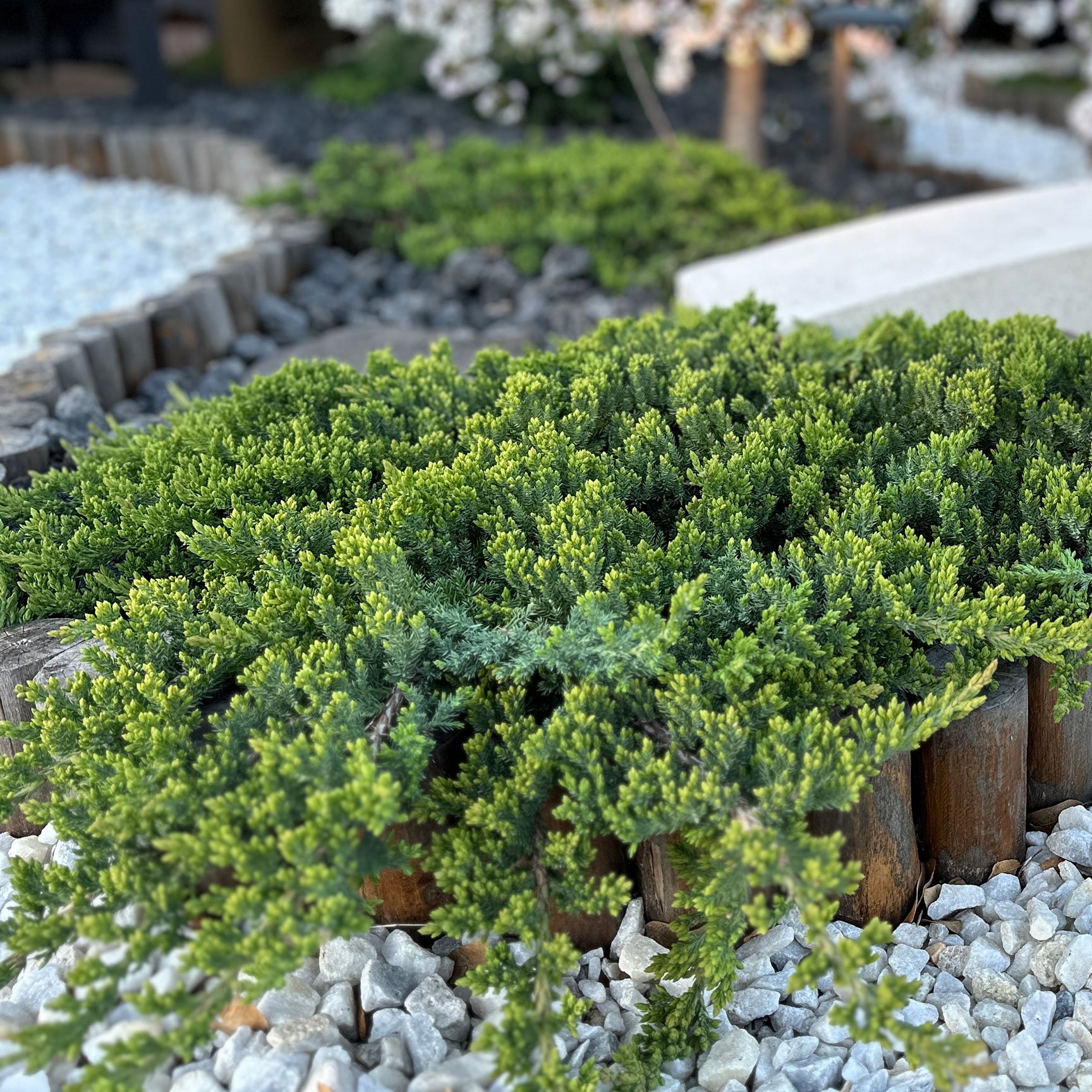 Juniper 'Green Mound'