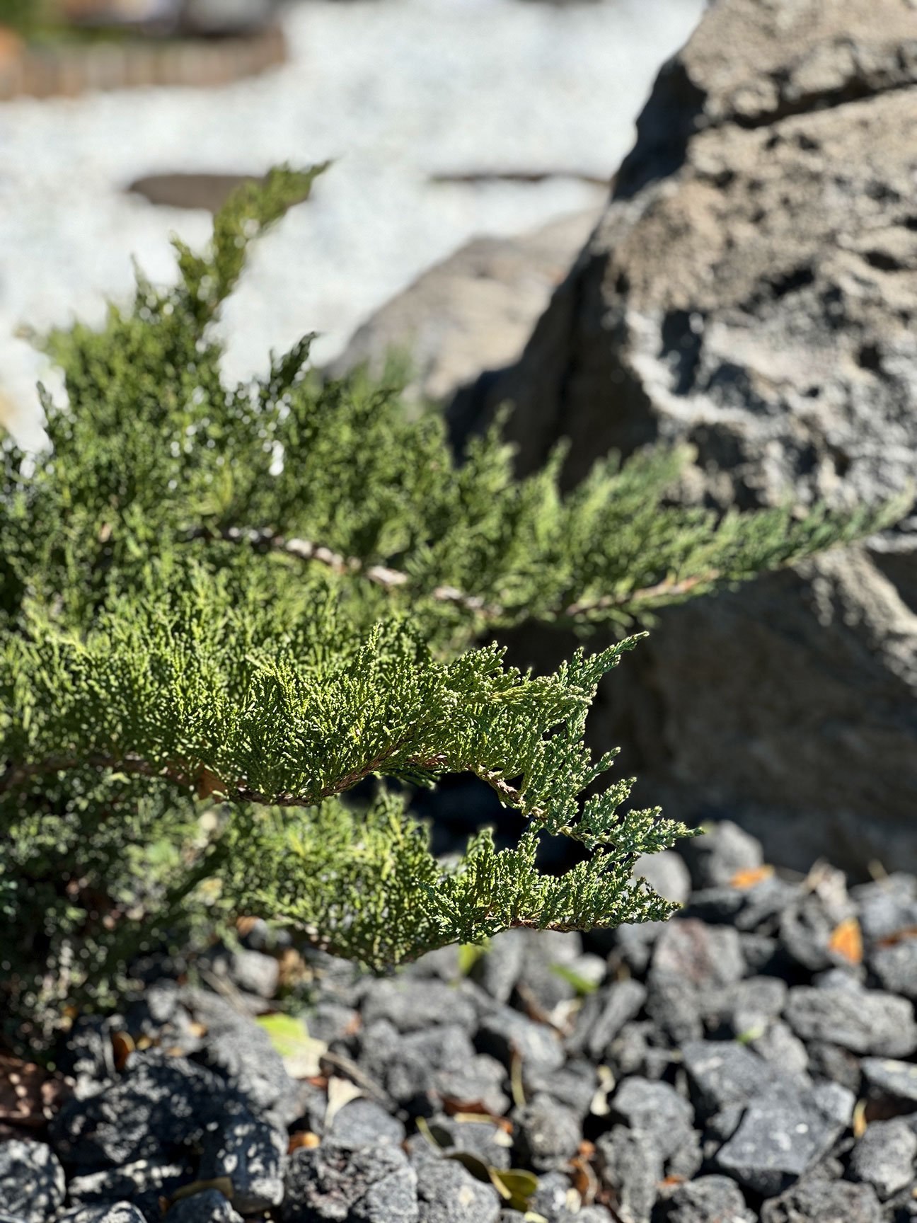 Creeping Juniper