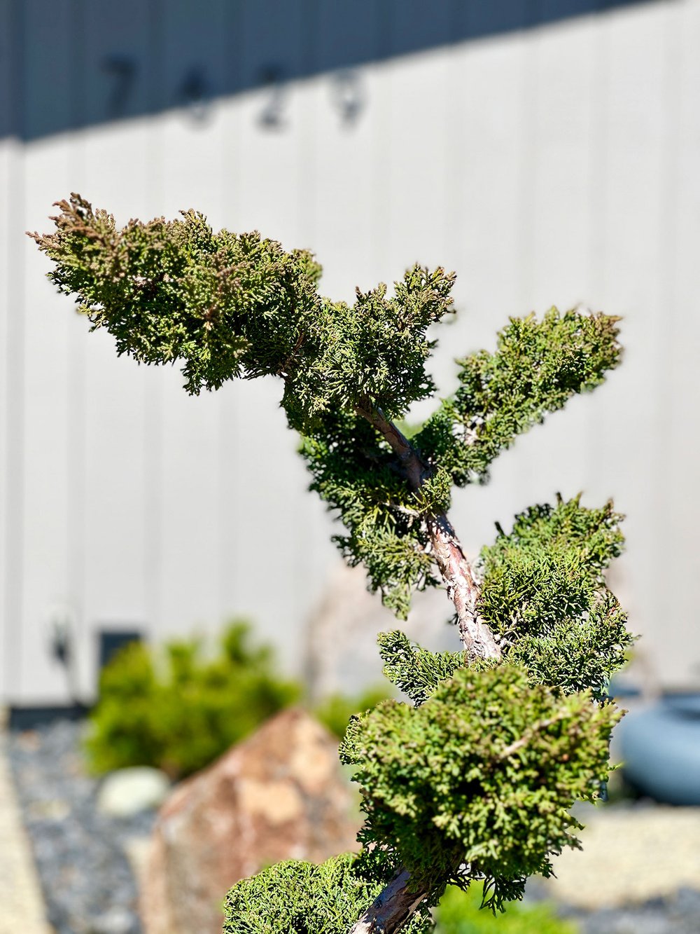 Juniper 'Shimpaku' Hindupan Topiary