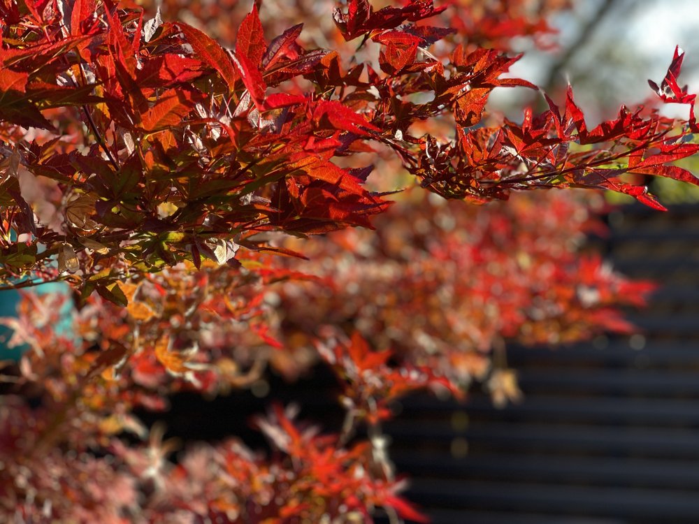 Japanese Maple 'Bloodgood'