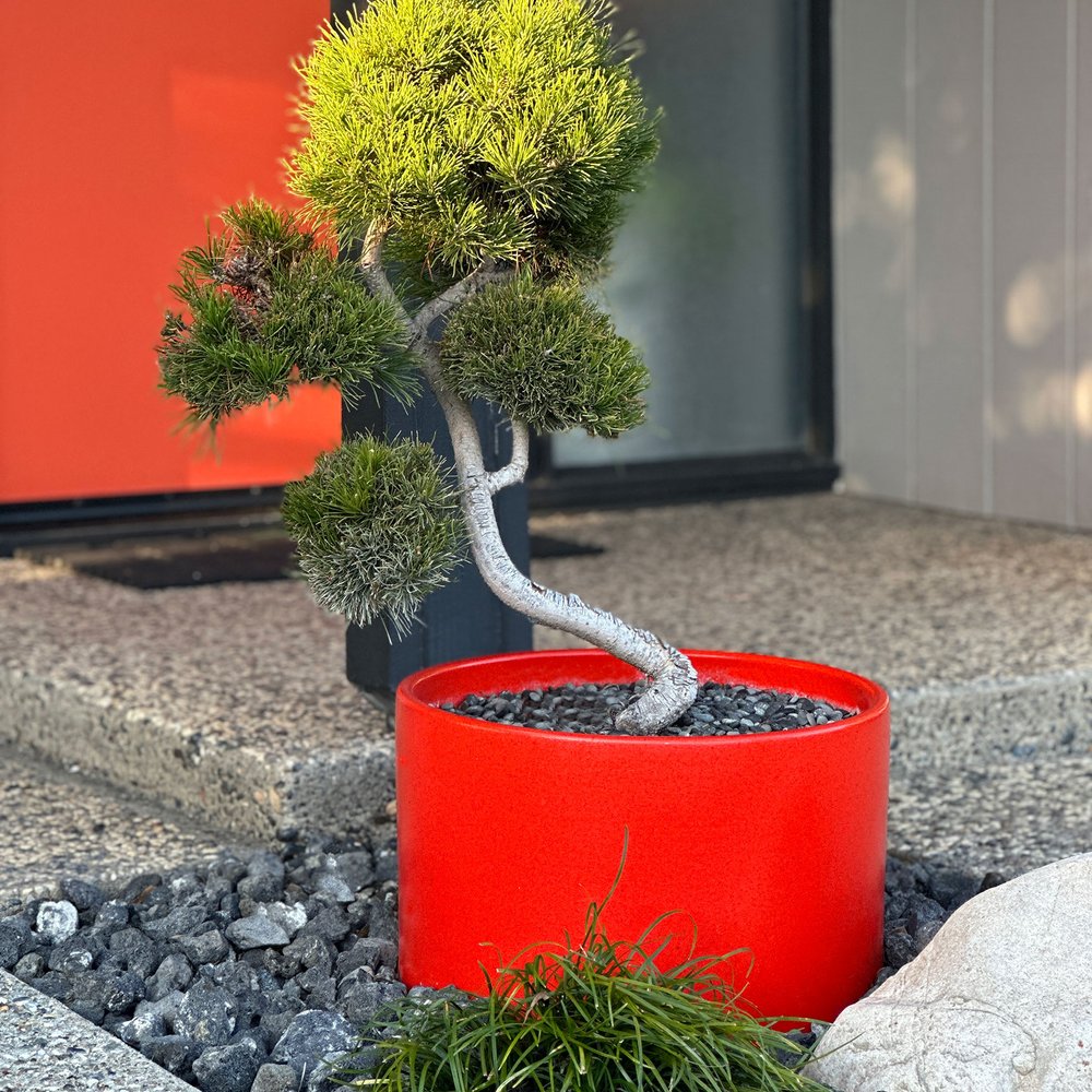 Scotch Pine Juniper Topiary