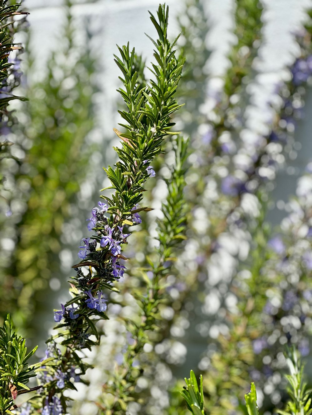 Rosemary 'Tuscan Blue'