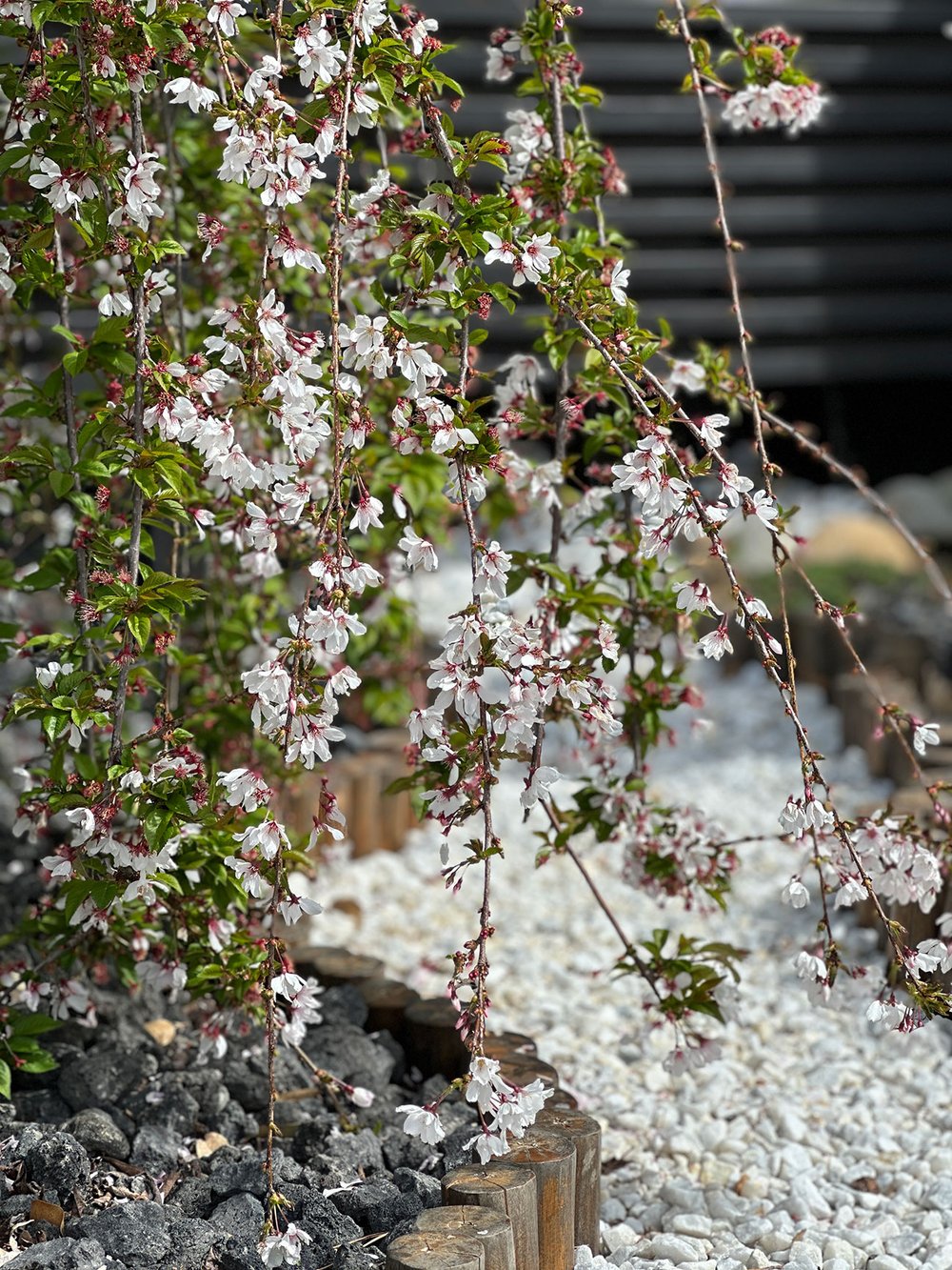 Weeping Cherry 'Snow Fountains'