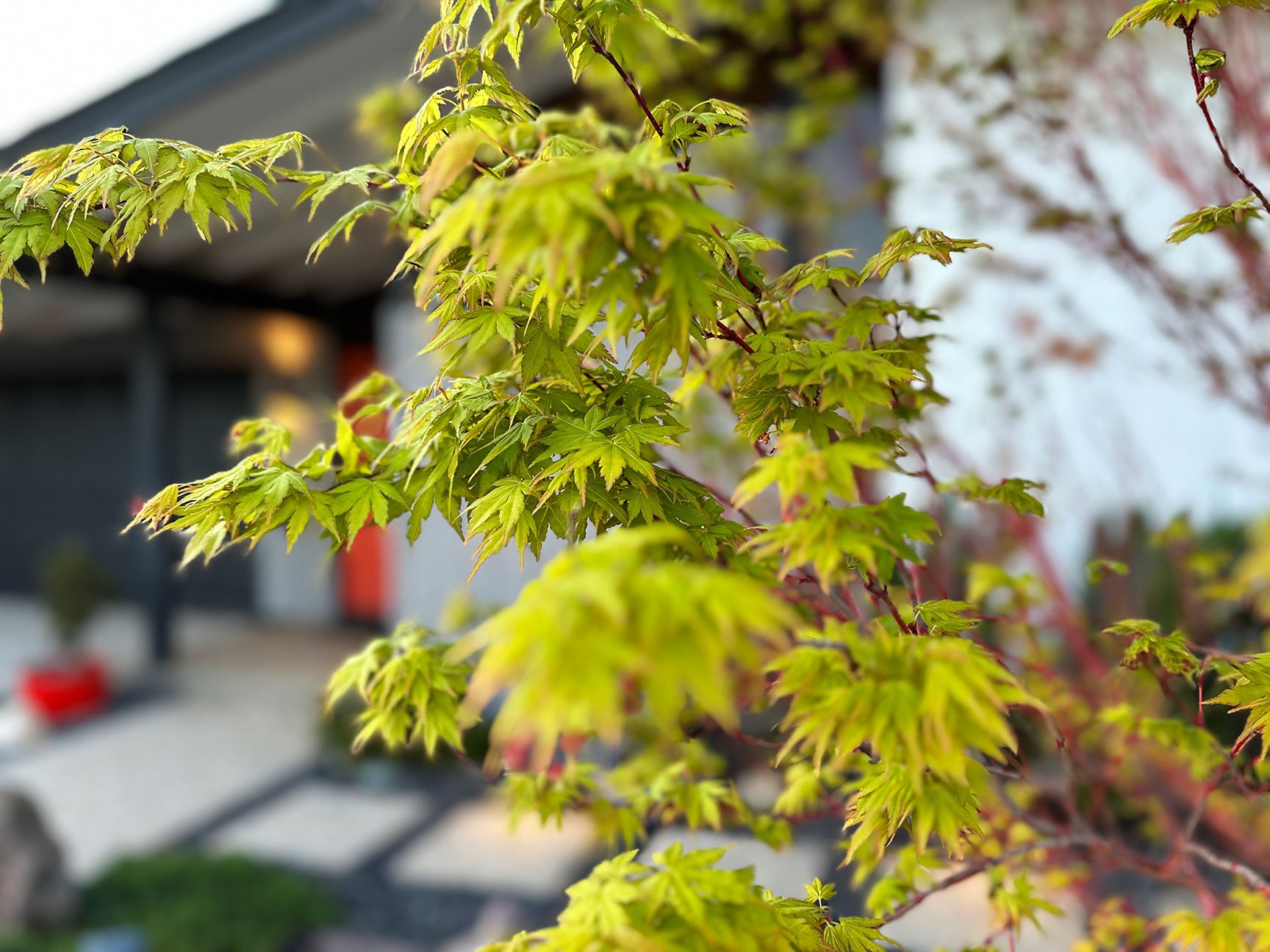 MCM_JapaneseGardenCoralBarkMaple.jpg