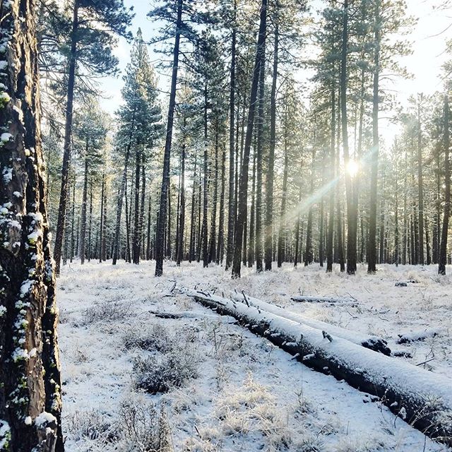 You can't hear me, but I'm making that yelling jubilation noise you make when you wake up to two inches of fresh snow at the cabin! ❄️❄️ #snowway