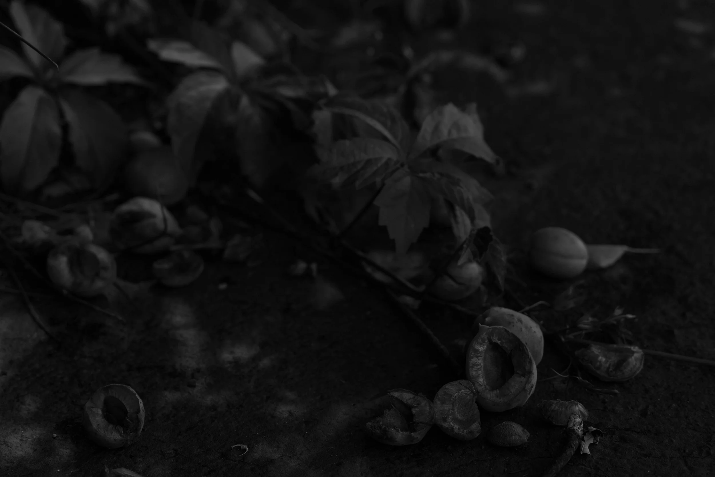 Apricots copy2.jpg