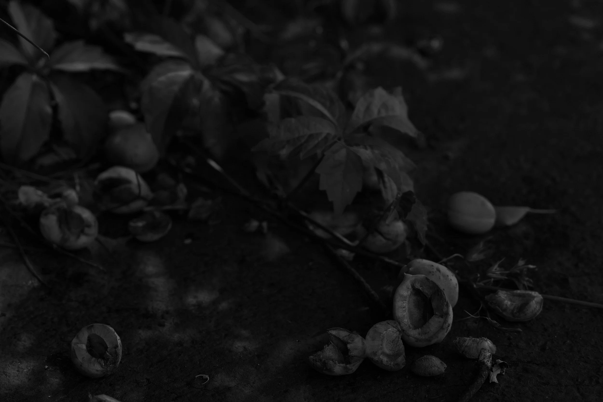 Apricots3.jpg