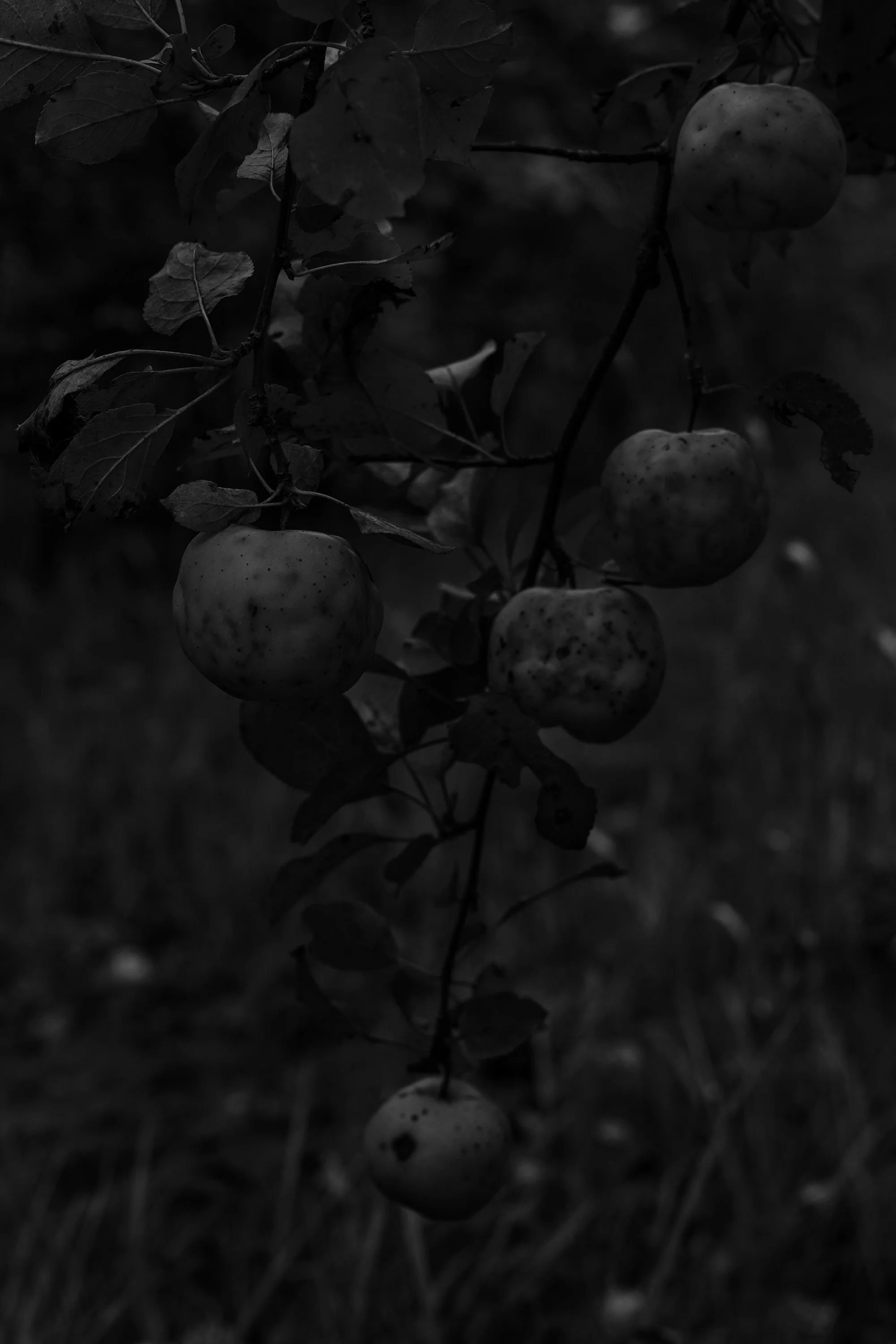 AppleAlt2 copy.jpg