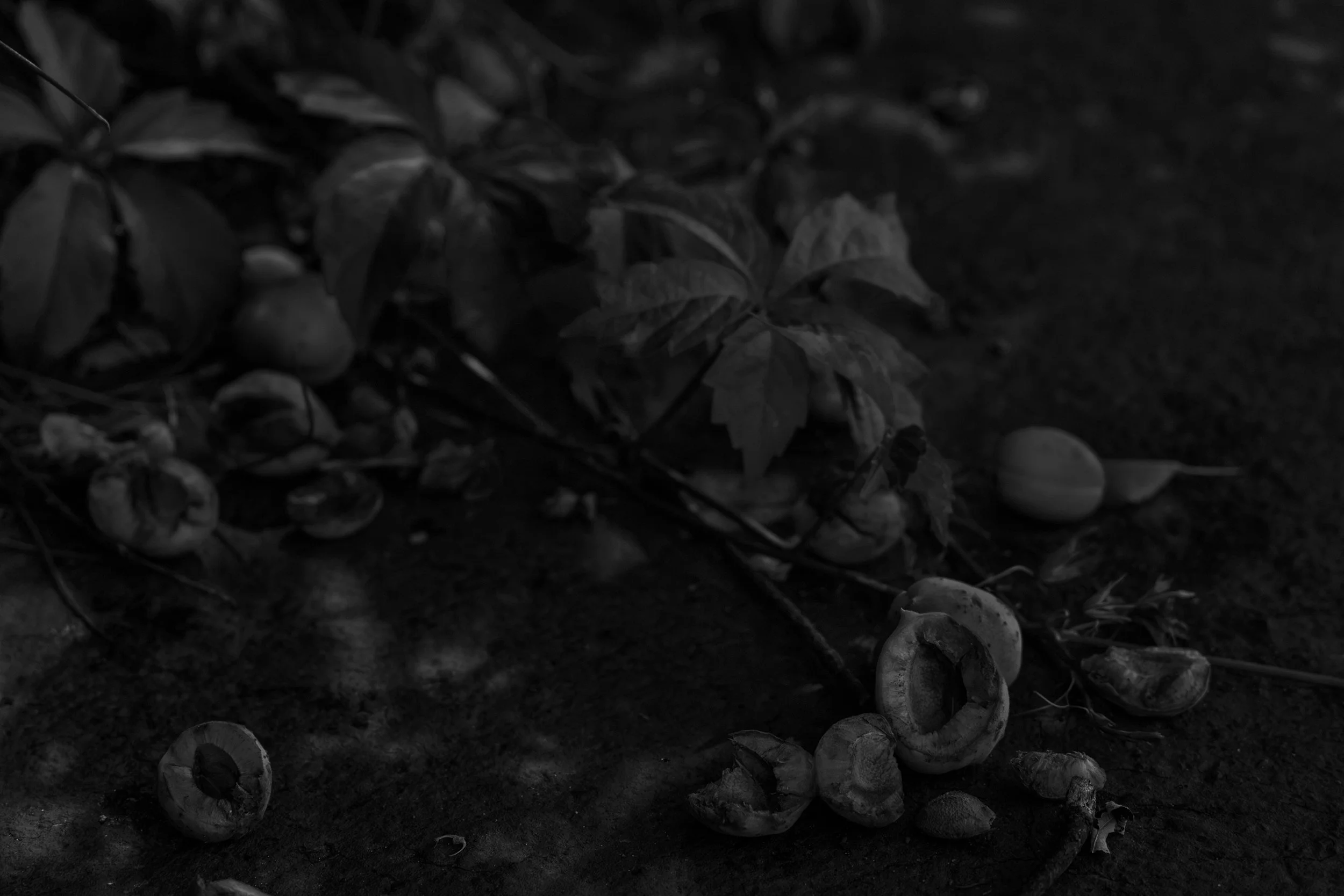 Apricots4alt.jpg