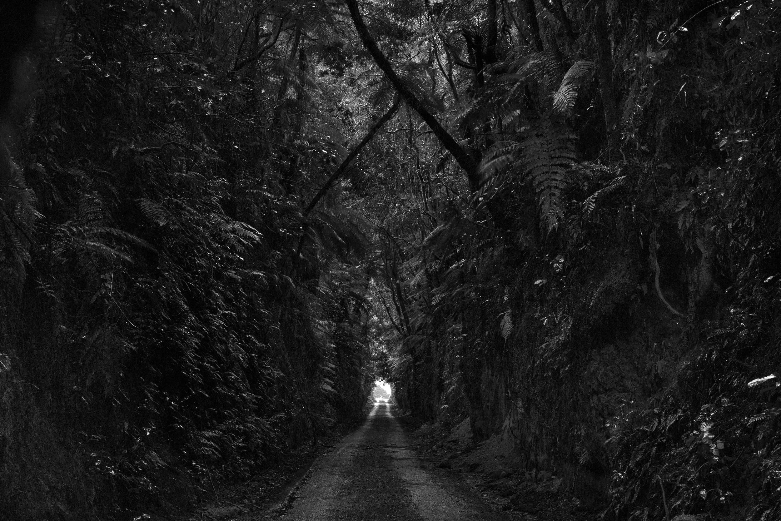 B&W-GlowwormGully media.jpg