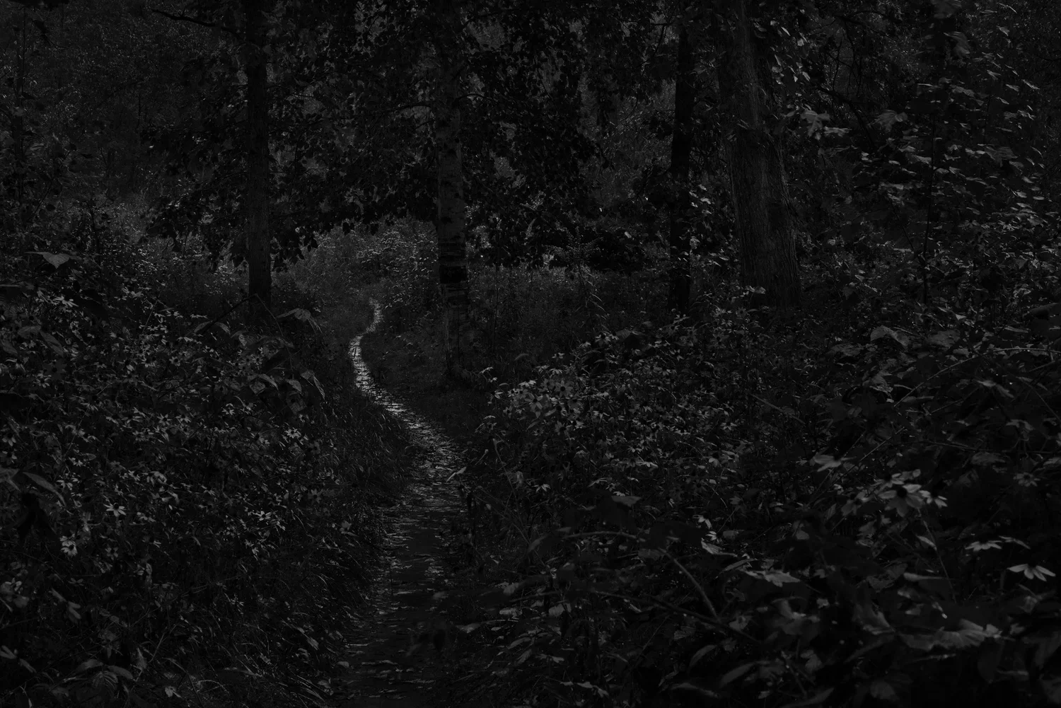 ResWoods-B&W3.webp