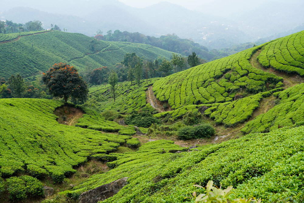 Tea Plantations in Munnar