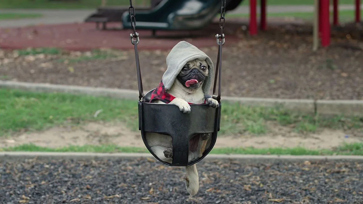 Doug the Pug