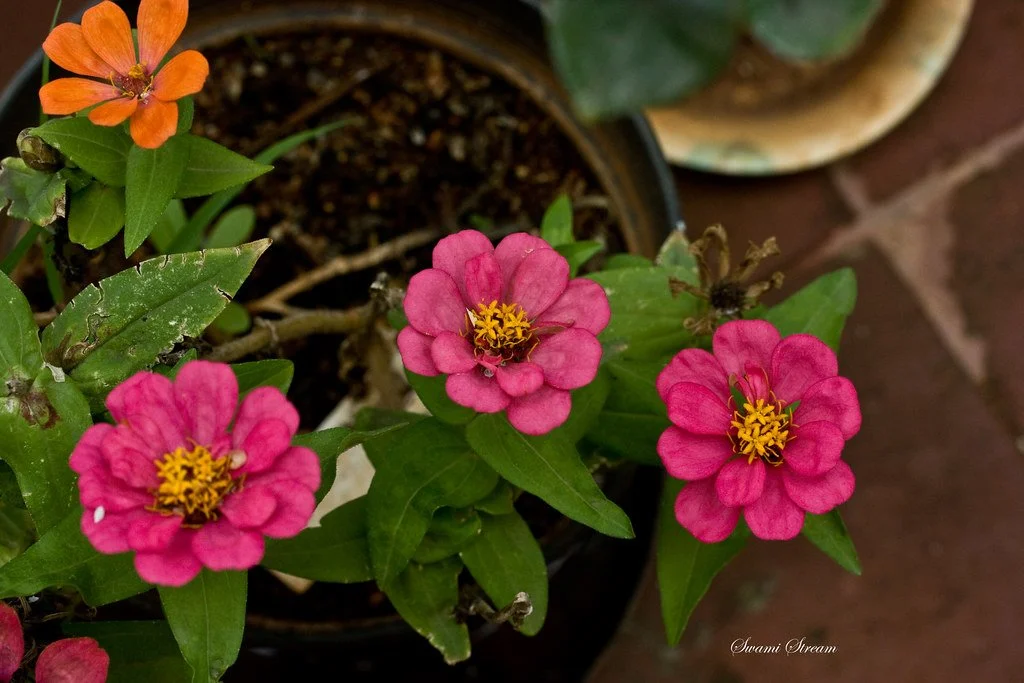 Growing a Cut Flower Garden in Interior Alaska