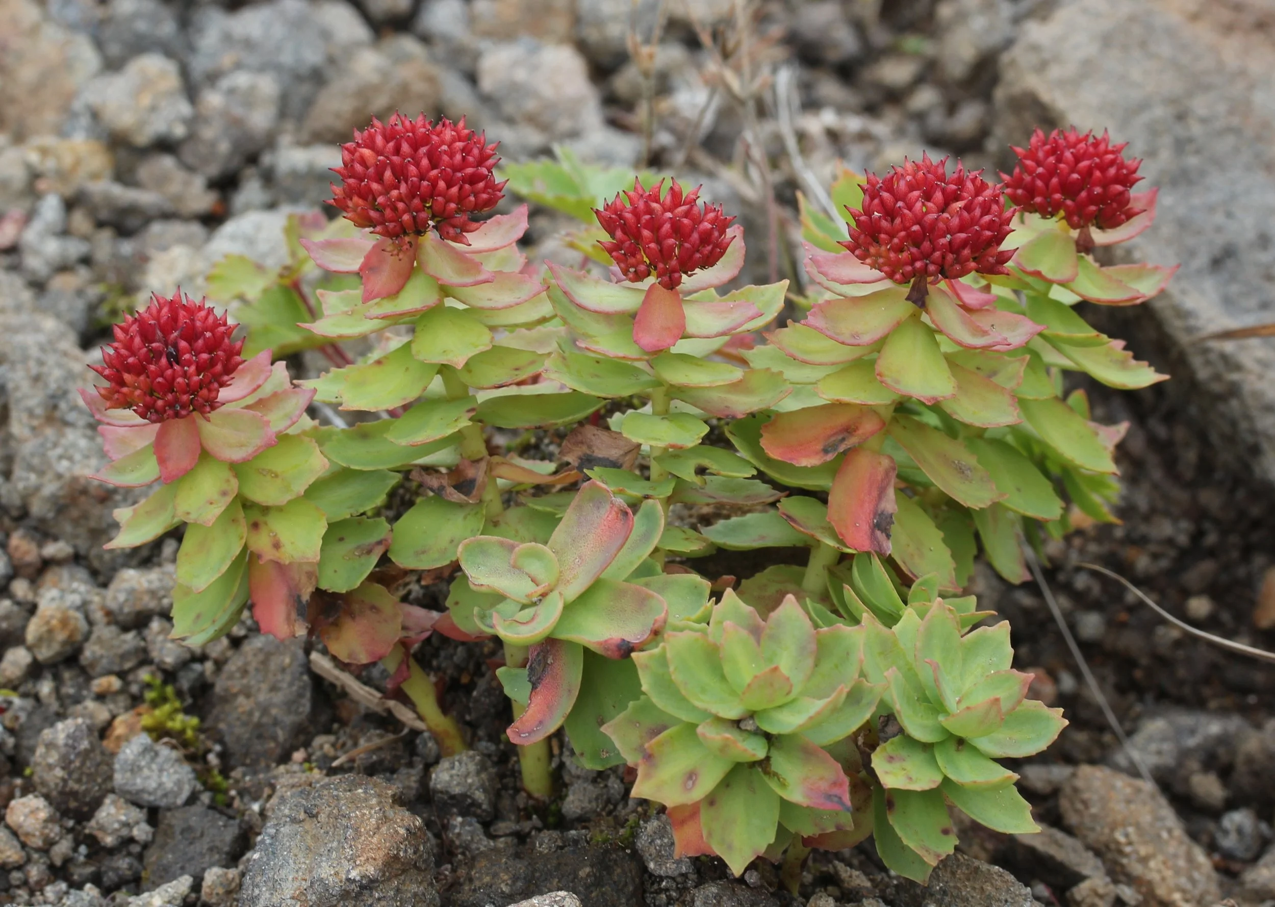 The Rise of Rhodiola Farming in Alaska: A Blossoming Opportunity