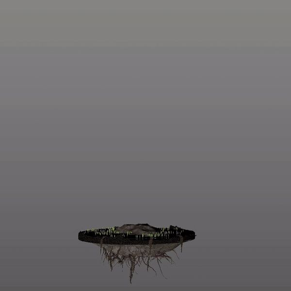 pertusa tree square.gif